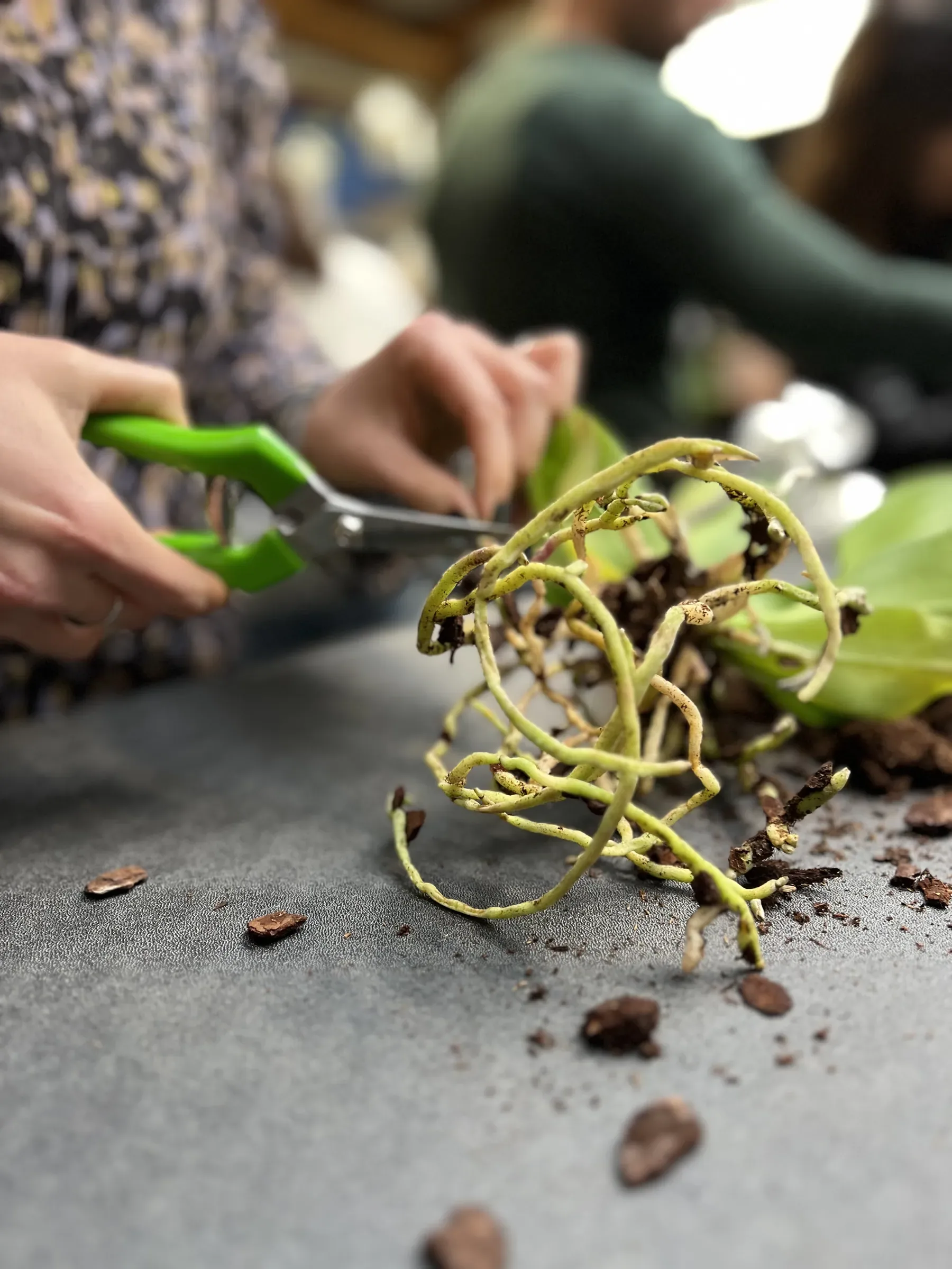Forbici verdi tagliano le radici secche di un'orchidea, sul tavolo cosparso di corteccia