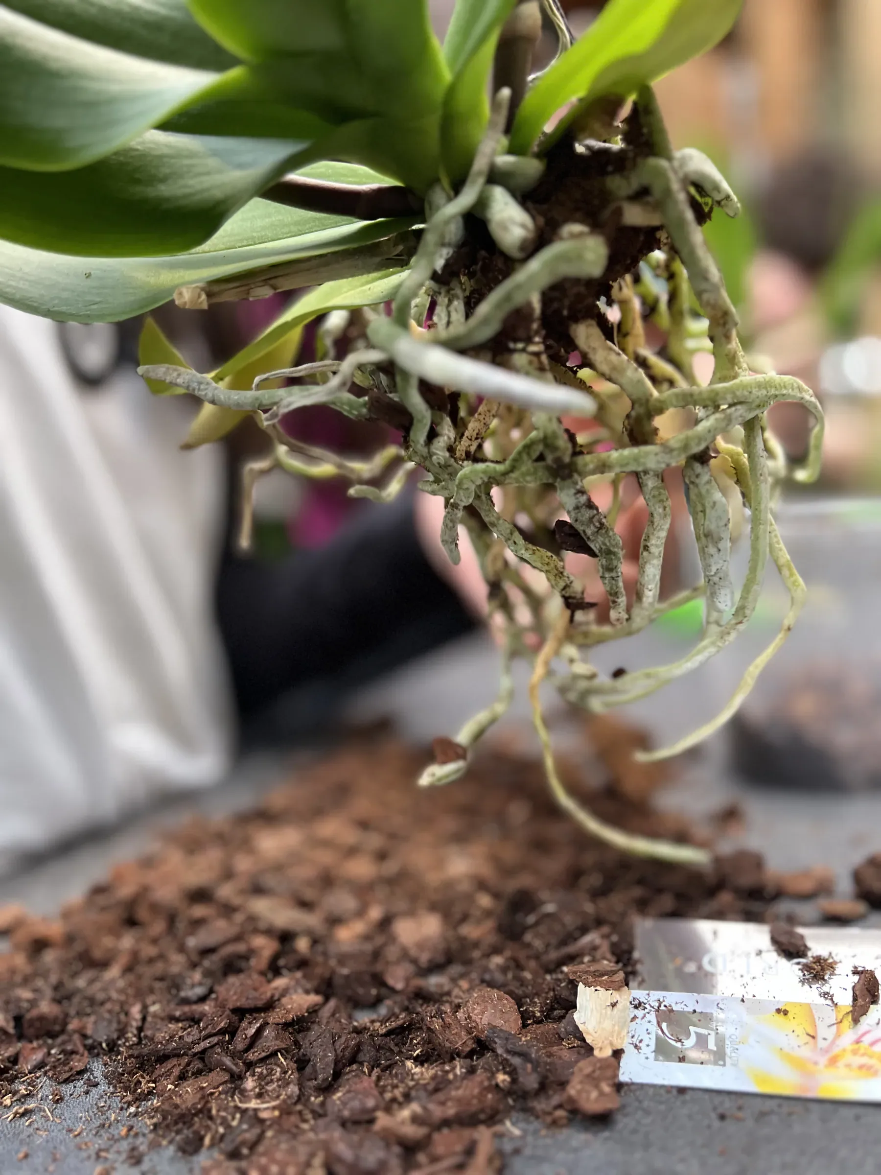 Un'orchidea tolta dal vaso, con le radici sospese sopra la corteccia sparsa sul tavolo