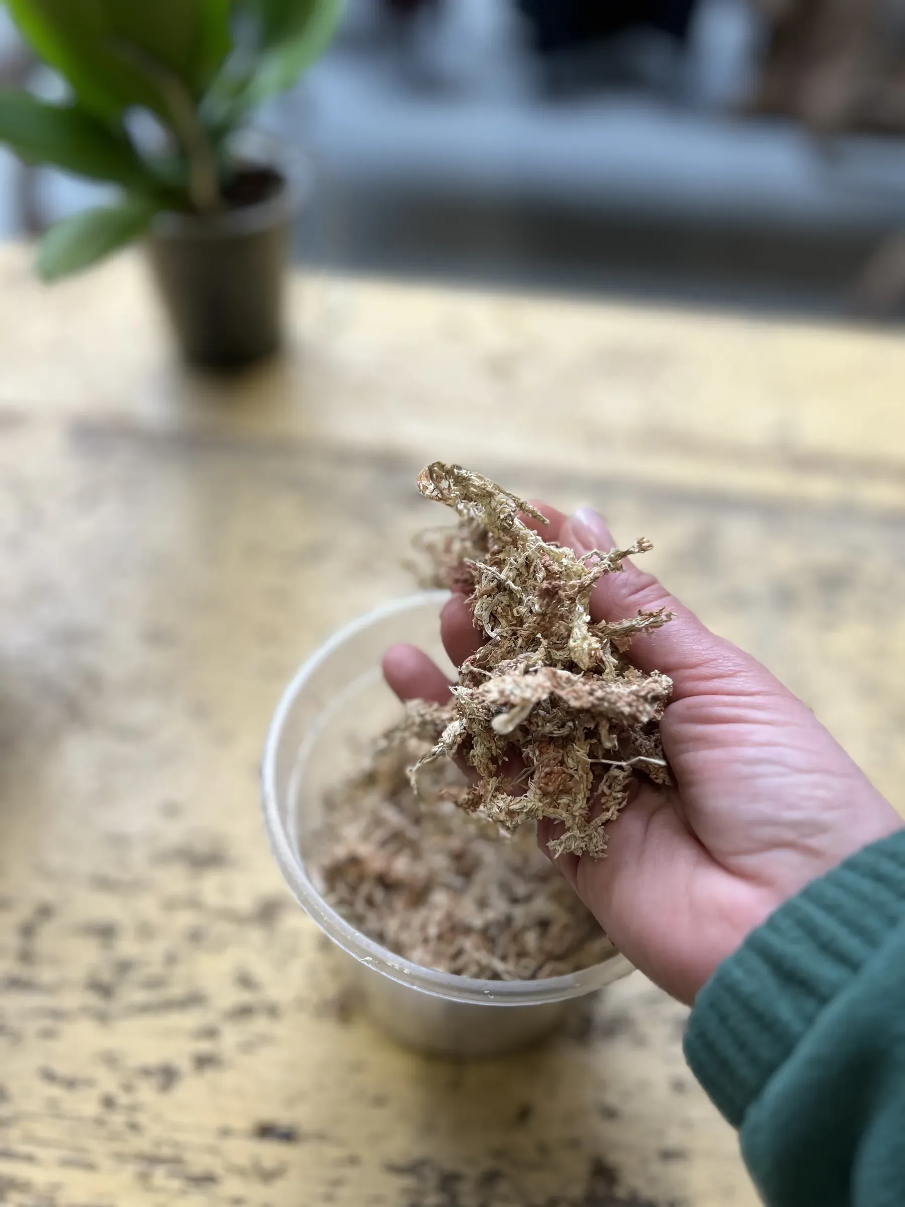 Una mano prende il muschio secco da una vaschetta trasparente, sul tavolo di legno
