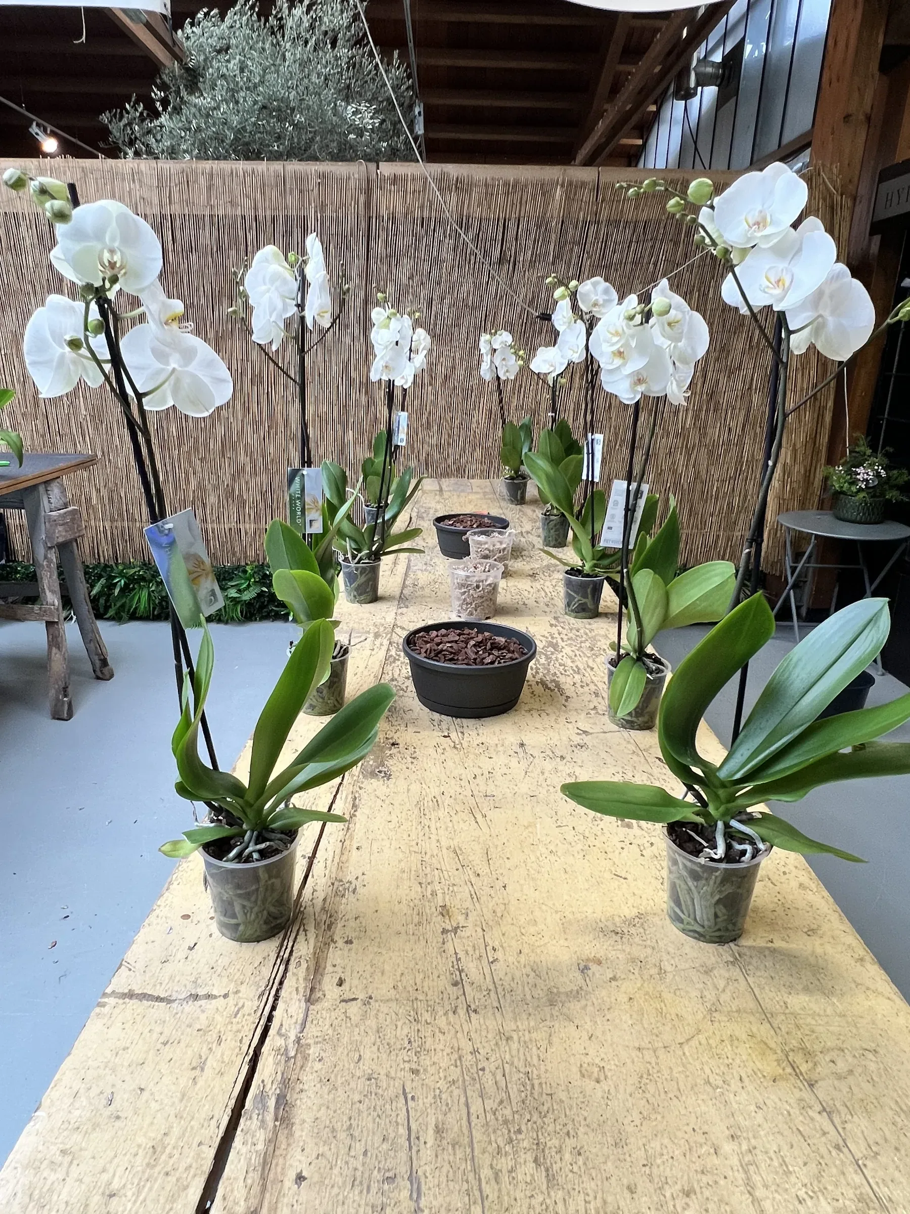 Orchidee bianche in vaso lungo un tavolo di legno, con le ciotole di corteccia