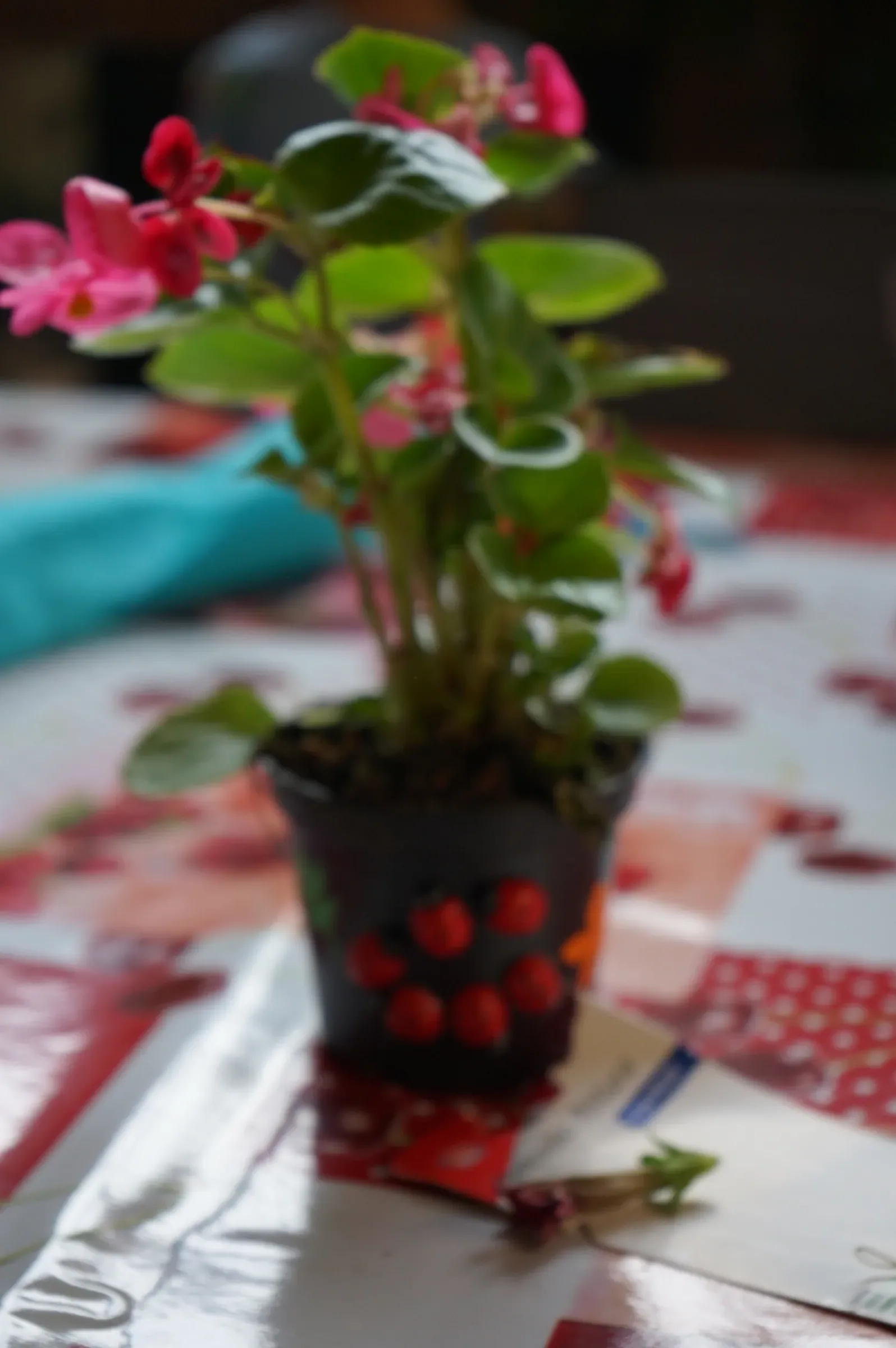 Una pianta dai fiori rosa in un vasetto nero decorato con pallini rossi, sulla tovaglia a ciliegie