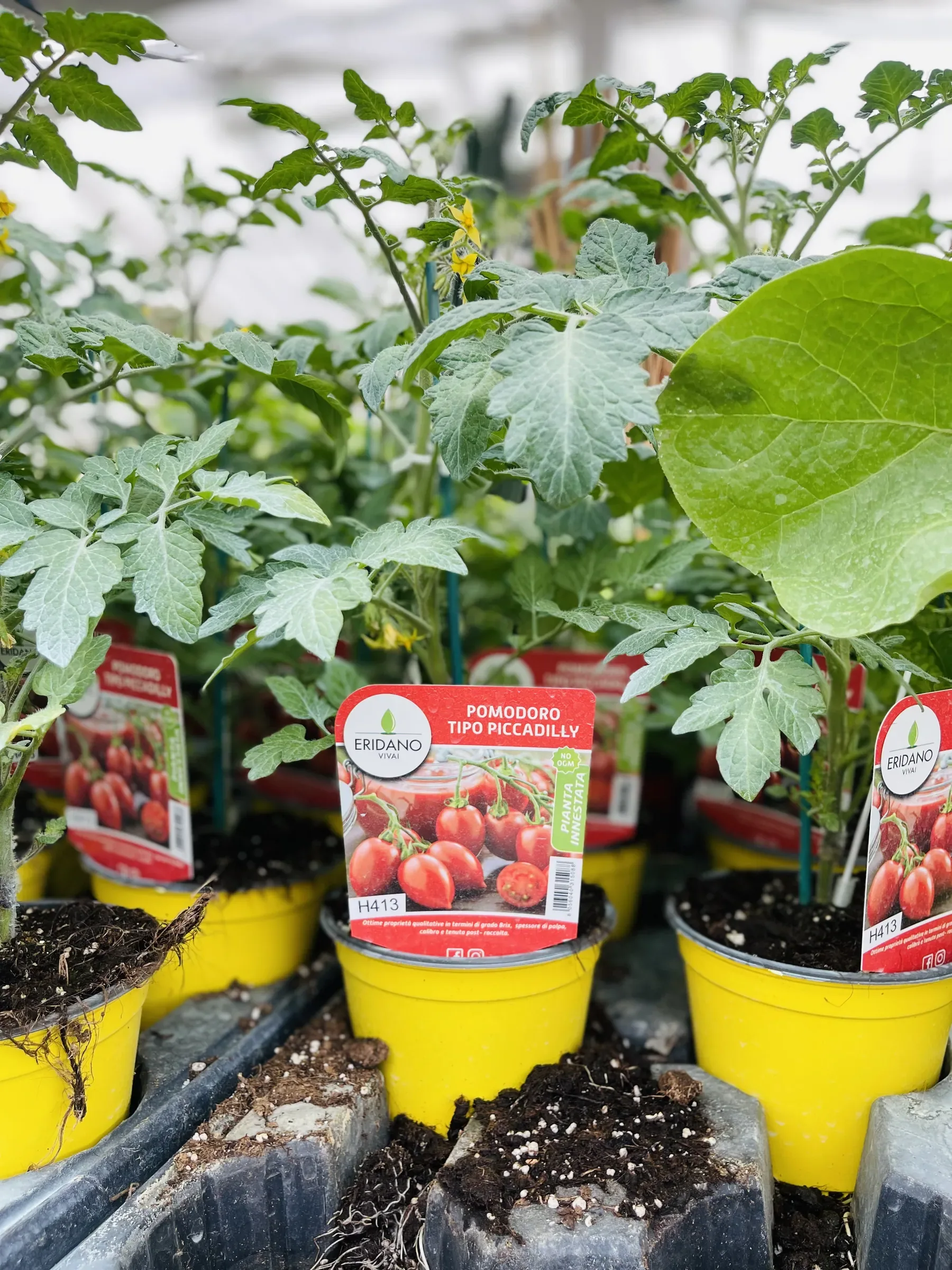 Piantine di pomodoro tipo piccadilly in vasi gialli, con i cartellini, sui banchi della serra
