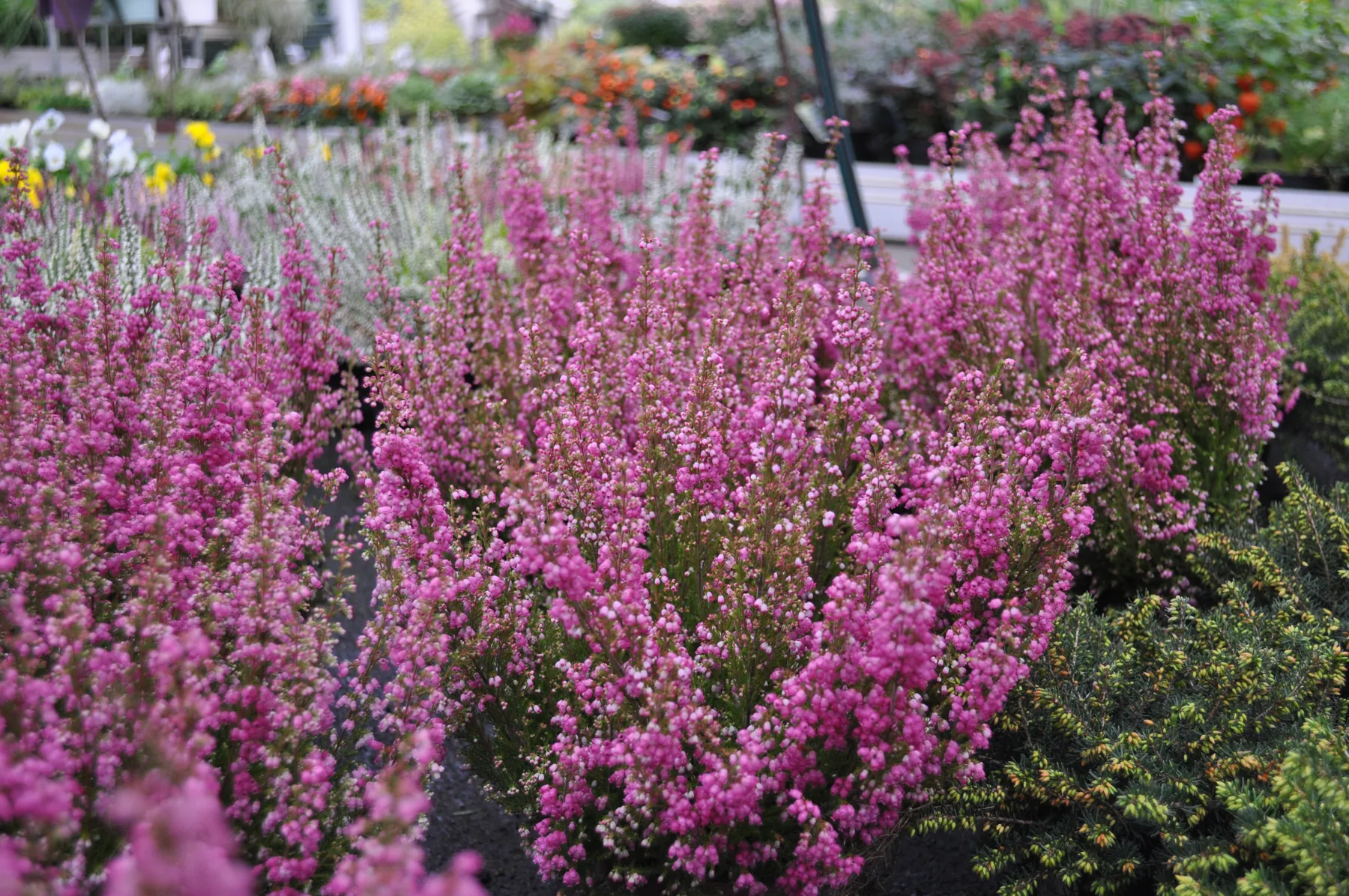Banchi di eriche dalla fioritura rosa fitta, con altre piantine fiorite sullo sfondo del garden