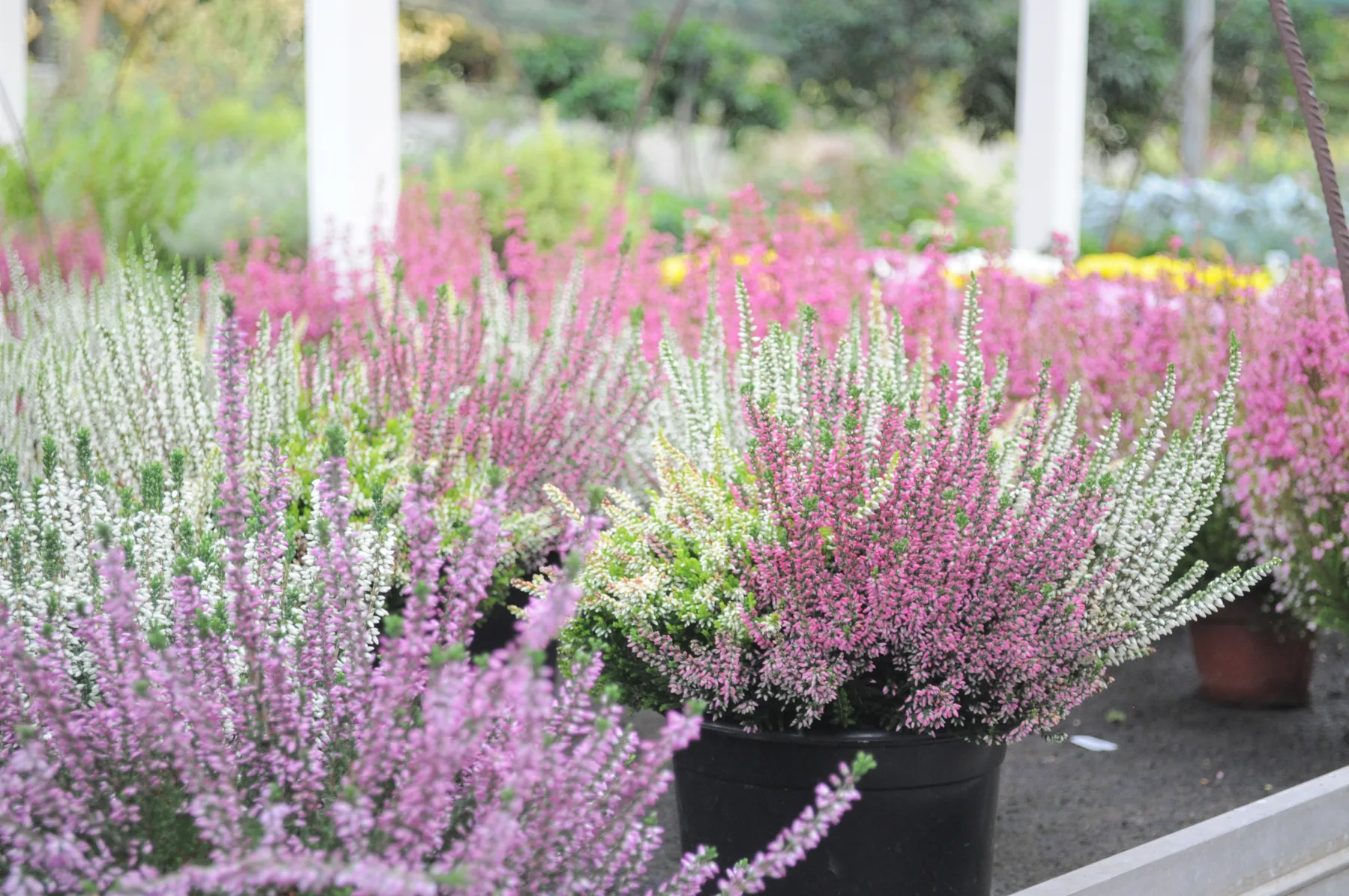 Eriche in vaso nei toni bianco, lilla e viola sui banchi del garden