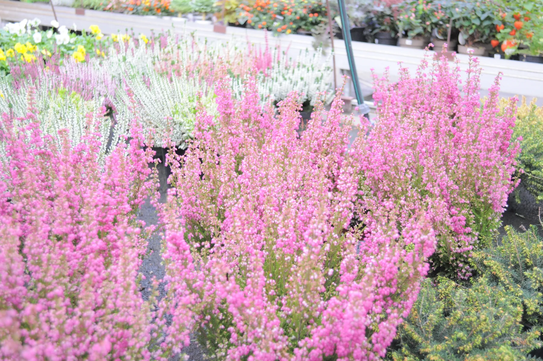 Distesa di eriche rosa chiaro in vaso sotto la serra