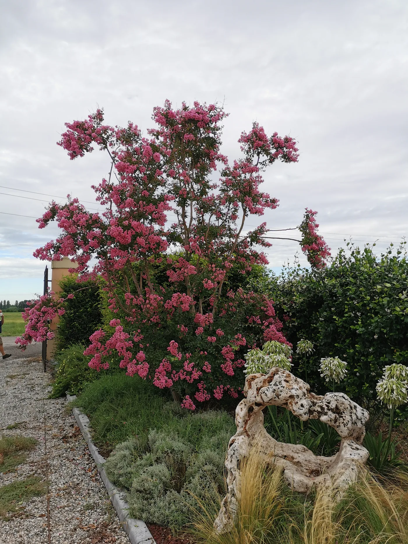 Arbusto dalla fioritura rosa carica in una bordura con graminacee, lavanda e un tronco scolpito, lungo un vialetto di ghiaia