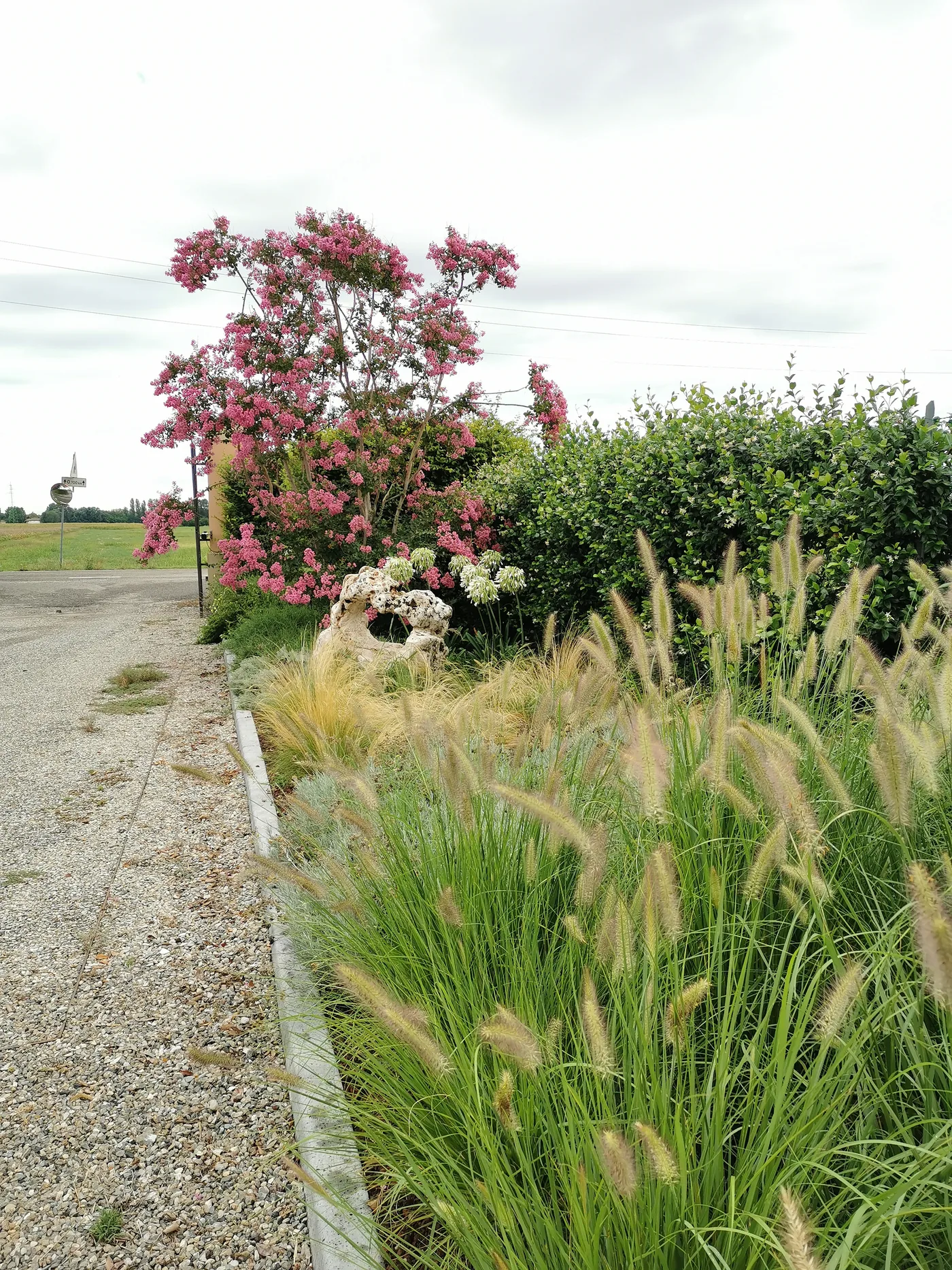 Arbusto a fioritura rosa in fondo a una bordura di graminacee dalle spighe chiare, lungo un viale di ghiaia