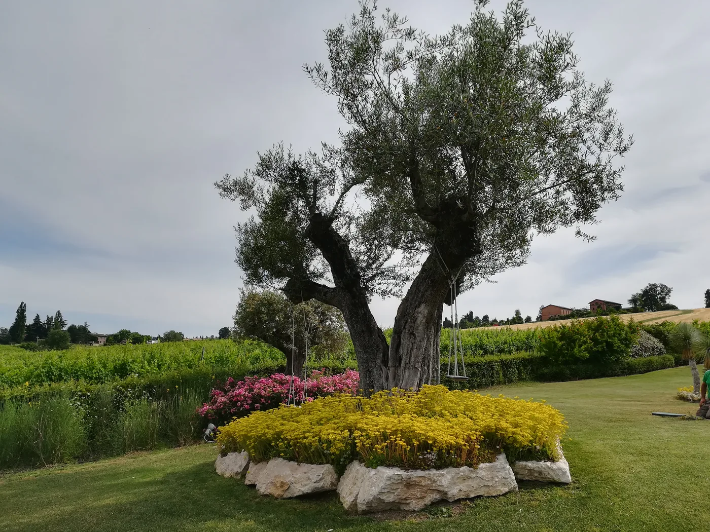 Ulivo secolare in un'aiuola tonda di fiori gialli bordata di pietre, in mezzo al prato