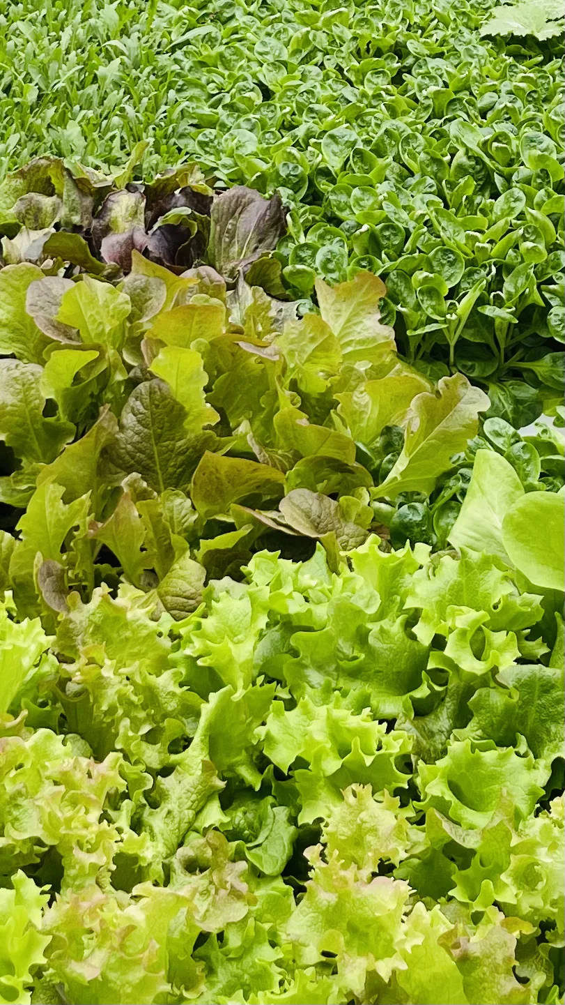 Piantine di insalata verde e rossa, fitte sul bancale