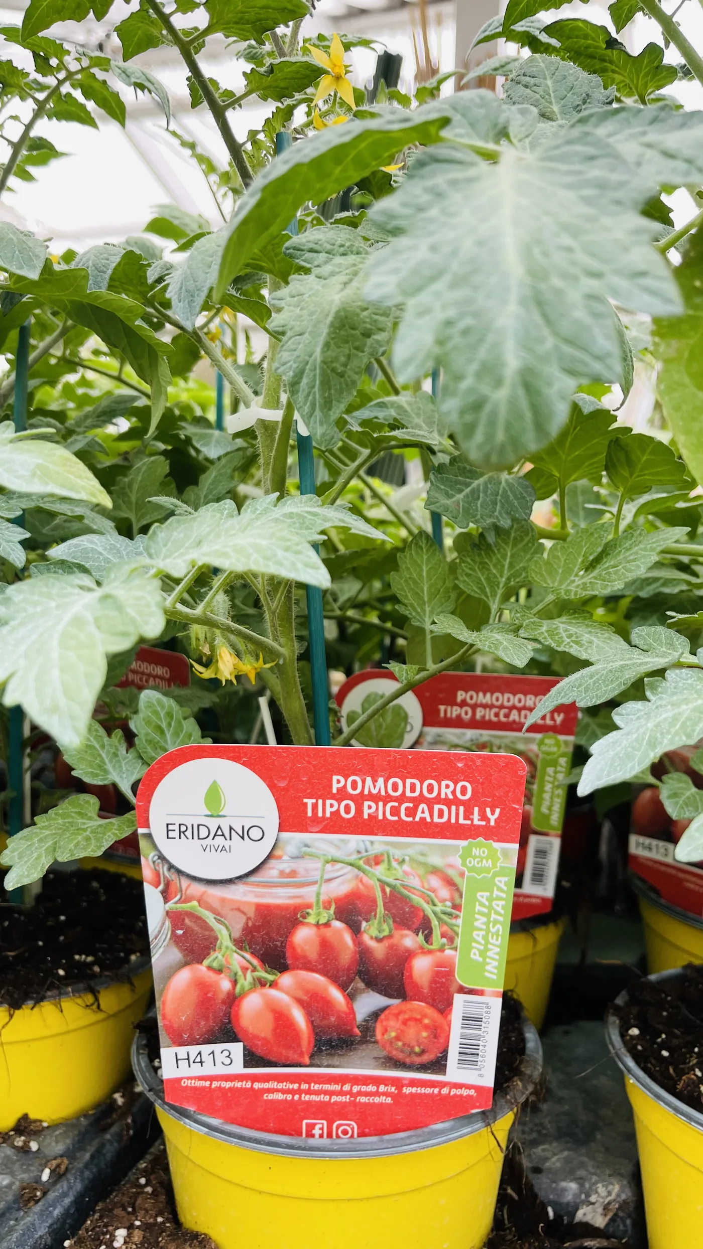 Piantine di pomodoro tipo piccadilly in vasi gialli con il cartellino, fra foglie larghe in serra