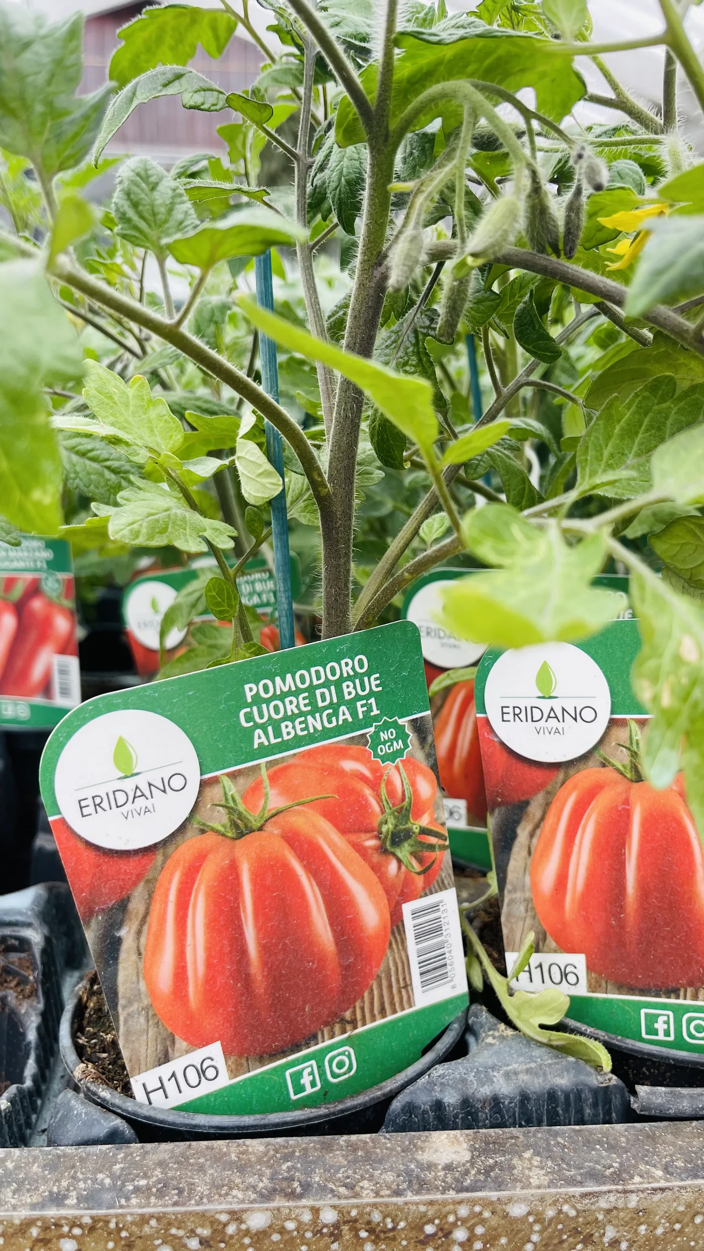 Piantina di pomodoro cuore di bue in vaso nero, con il cartellino illustrato
