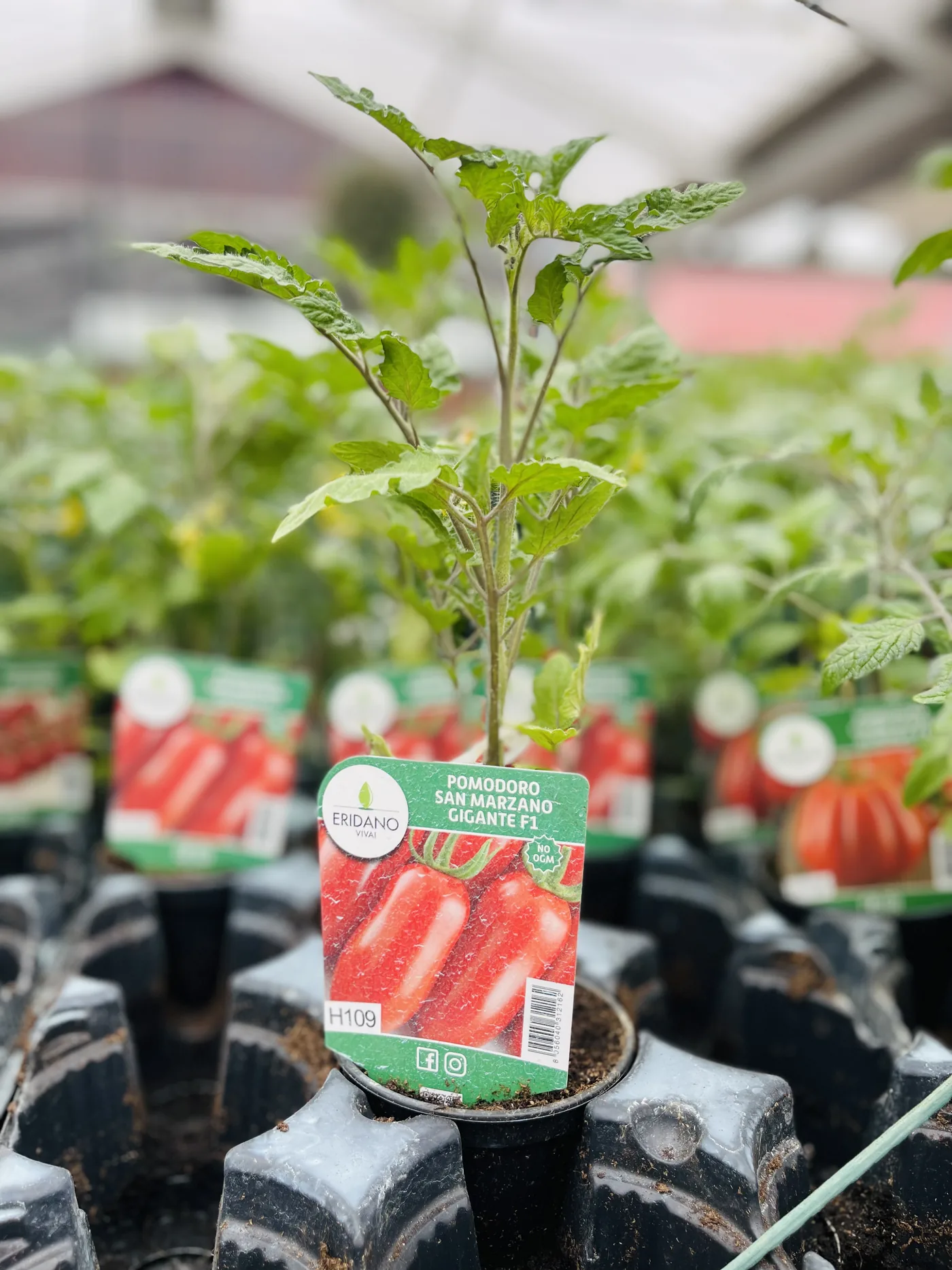 Piantina di pomodoro San Marzano alta e sottile, fra le altre piantine con i cartellini sui banchi