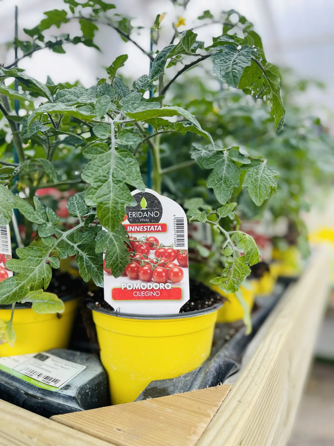 Piantine di pomodoro in vasi gialli sul bancale del garden