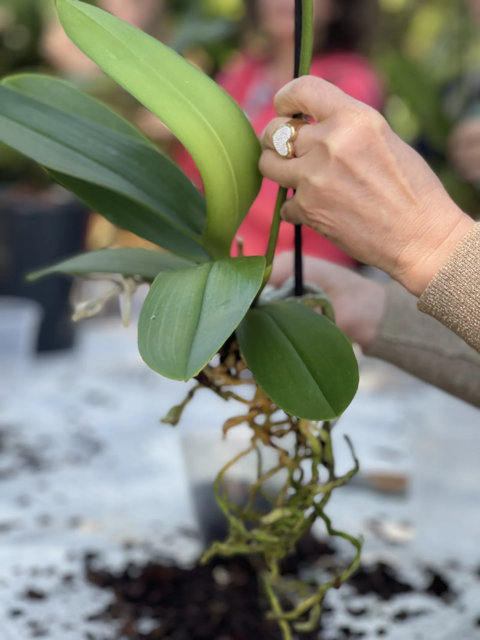 Una mano tiene un'orchidea fuori dal vaso, con le radici libere sopra il tavolo