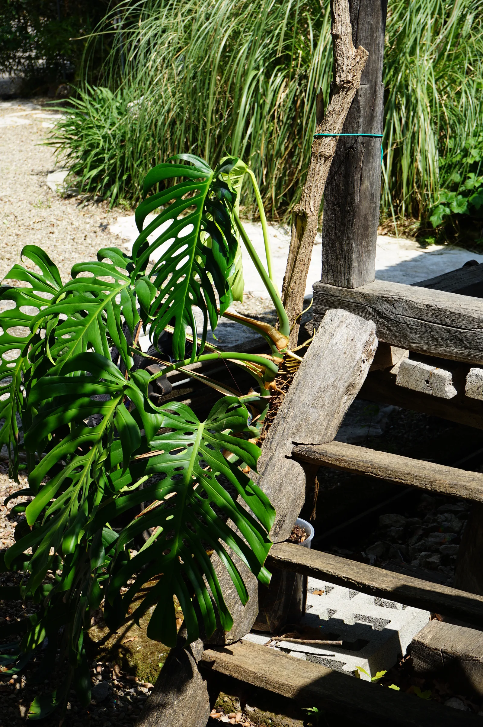 Una grande monstera cresce fra le travi di legno di una vecchia scala, nel giardino