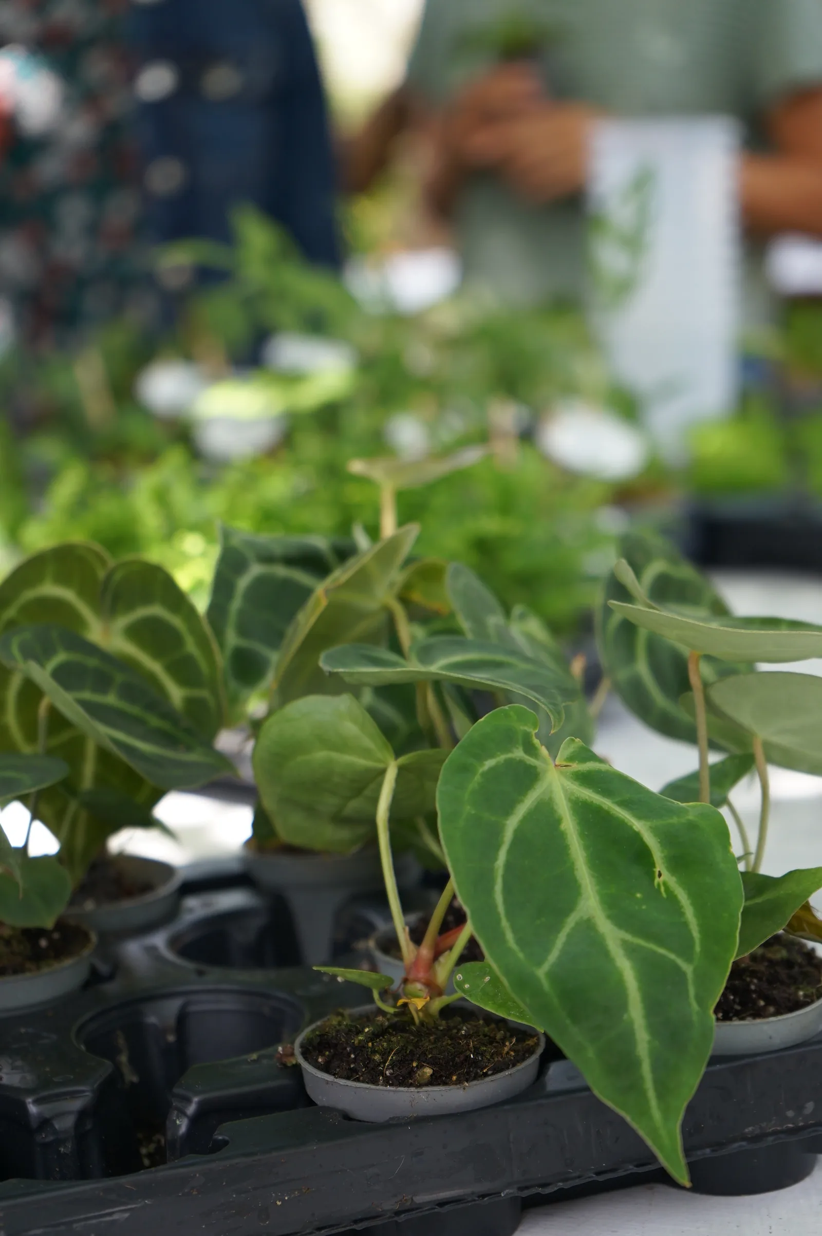 Anthurium dalle foglie vellutate nei vasetti, sul tavolo del corso all'aperto