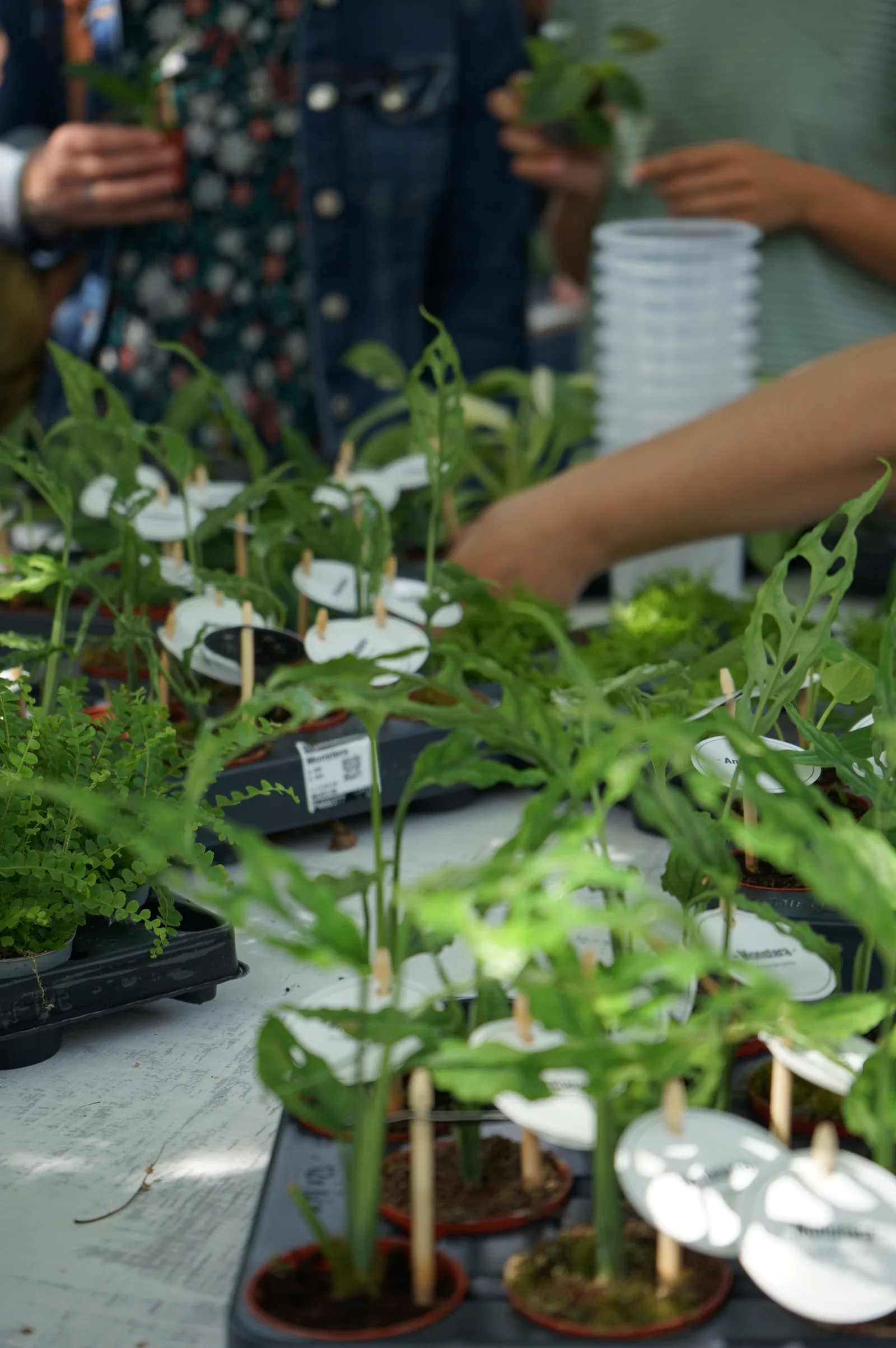 Piantine di monstera adansonii con i tutori e i cartellini, su un vassoio