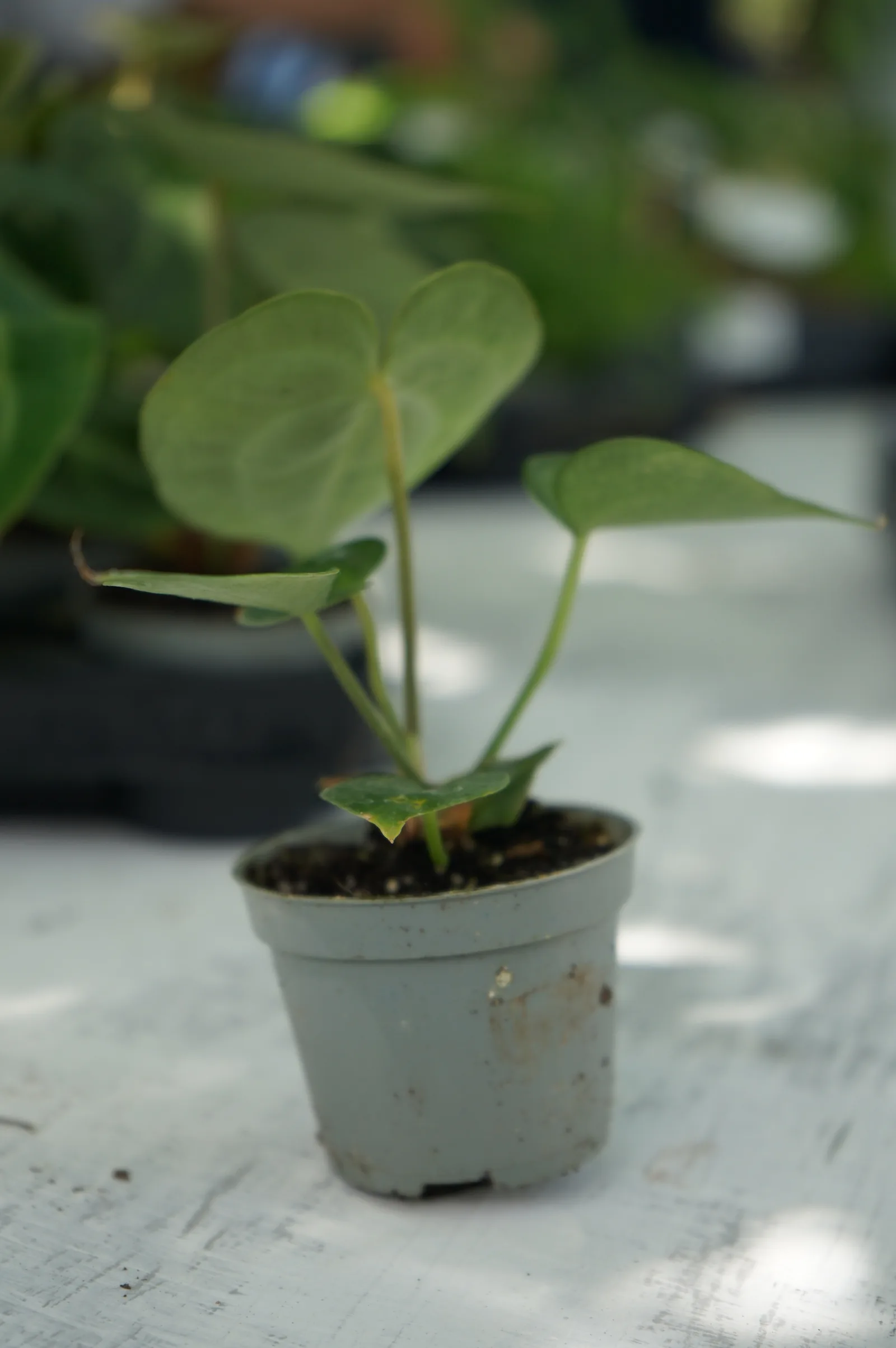 Una piantina di anthurium in un vasetto grigio, appoggiata sul tavolo bianco