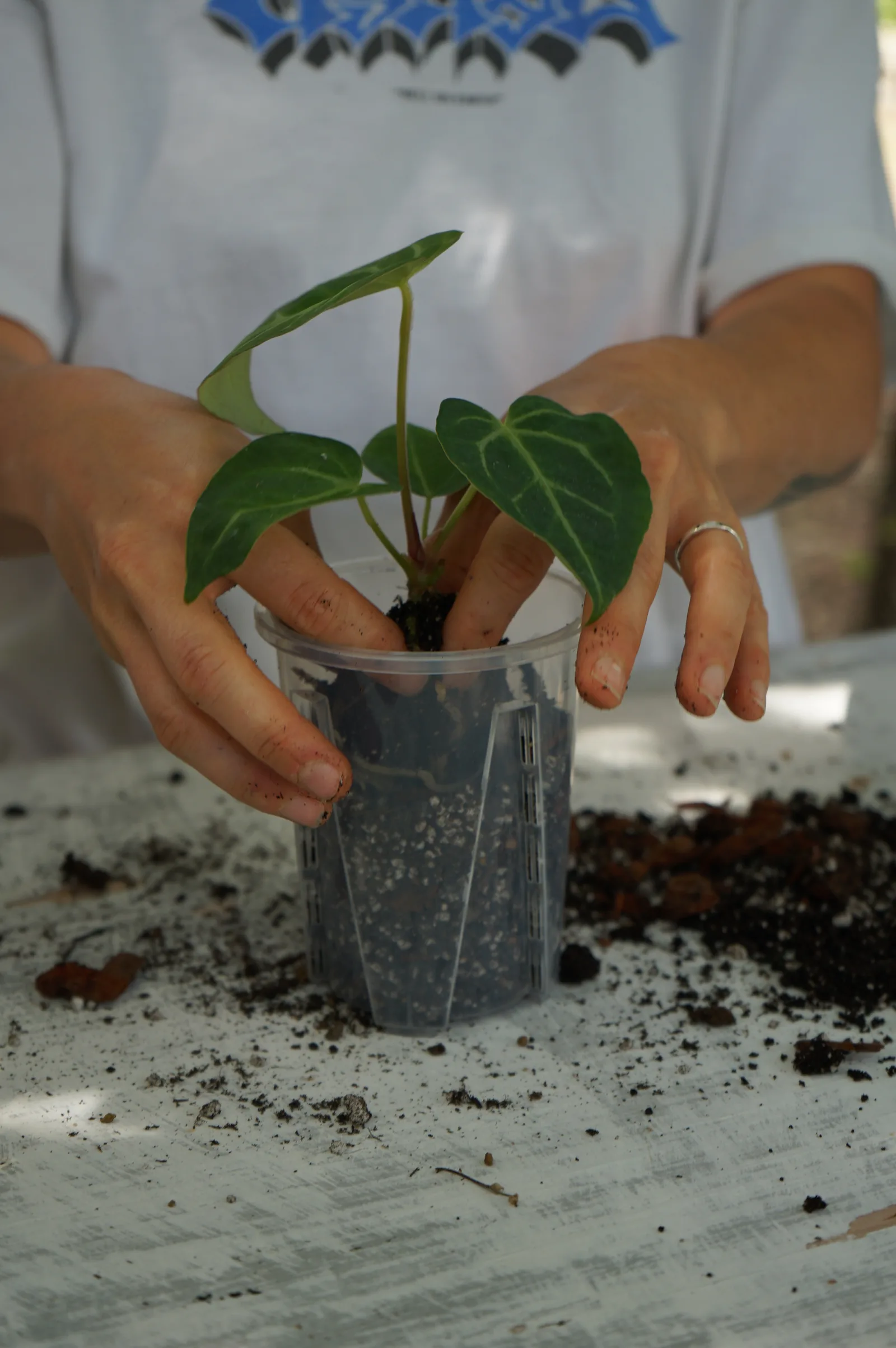 Mani che premono il terriccio attorno a un anthurium nel vaso trasparente, con terriccio sparso sul tavolo