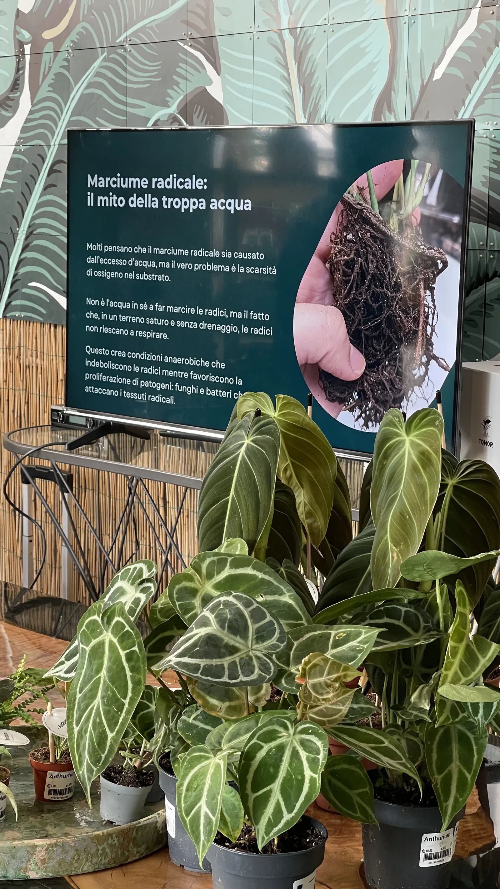 Anthurium in vaso davanti allo schermo con la slide sul marciume radicale e il mito della troppa acqua