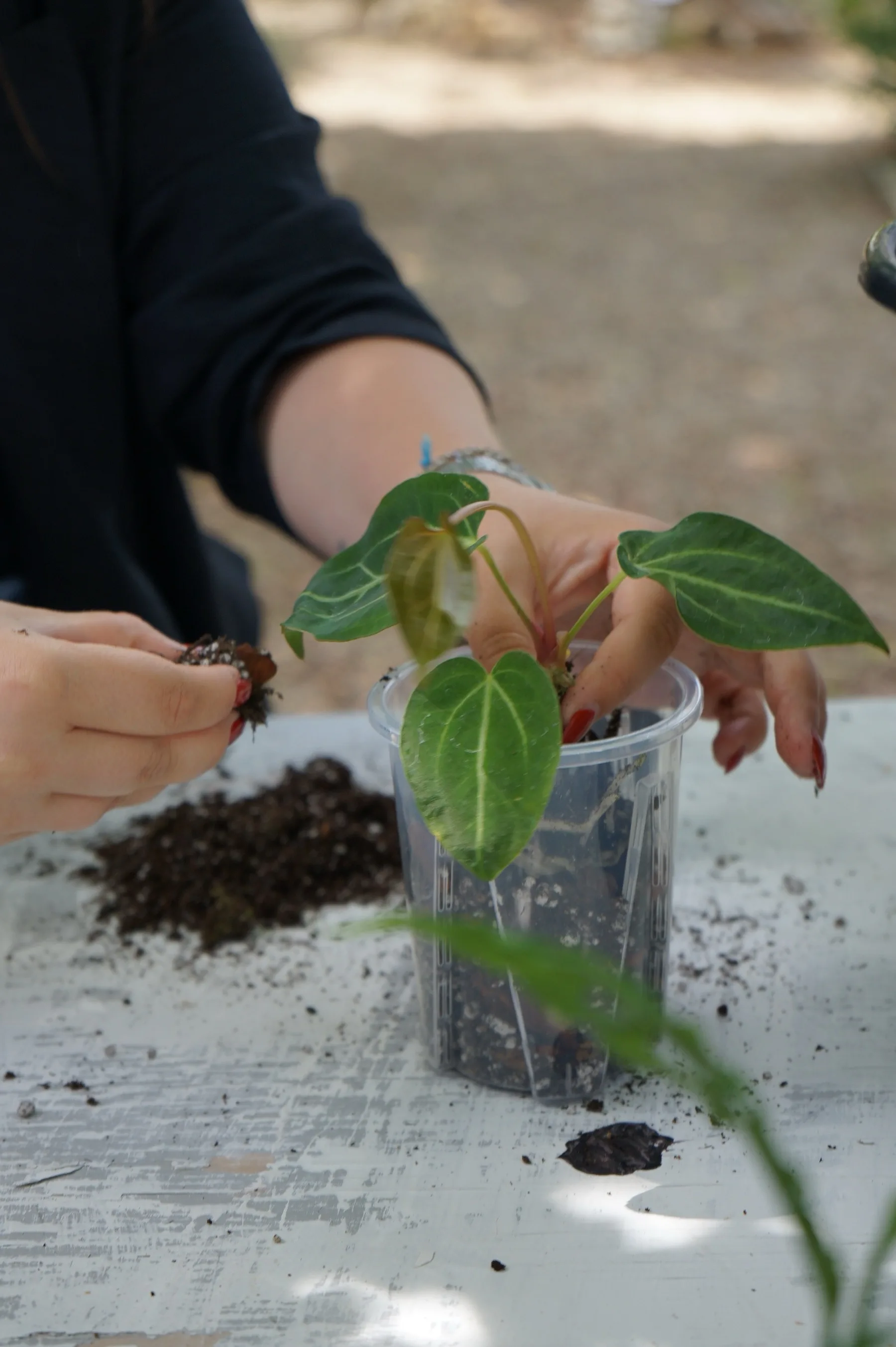 Mani che invasano un anthurium in un bicchiere trasparente, con un mucchietto di terriccio accanto