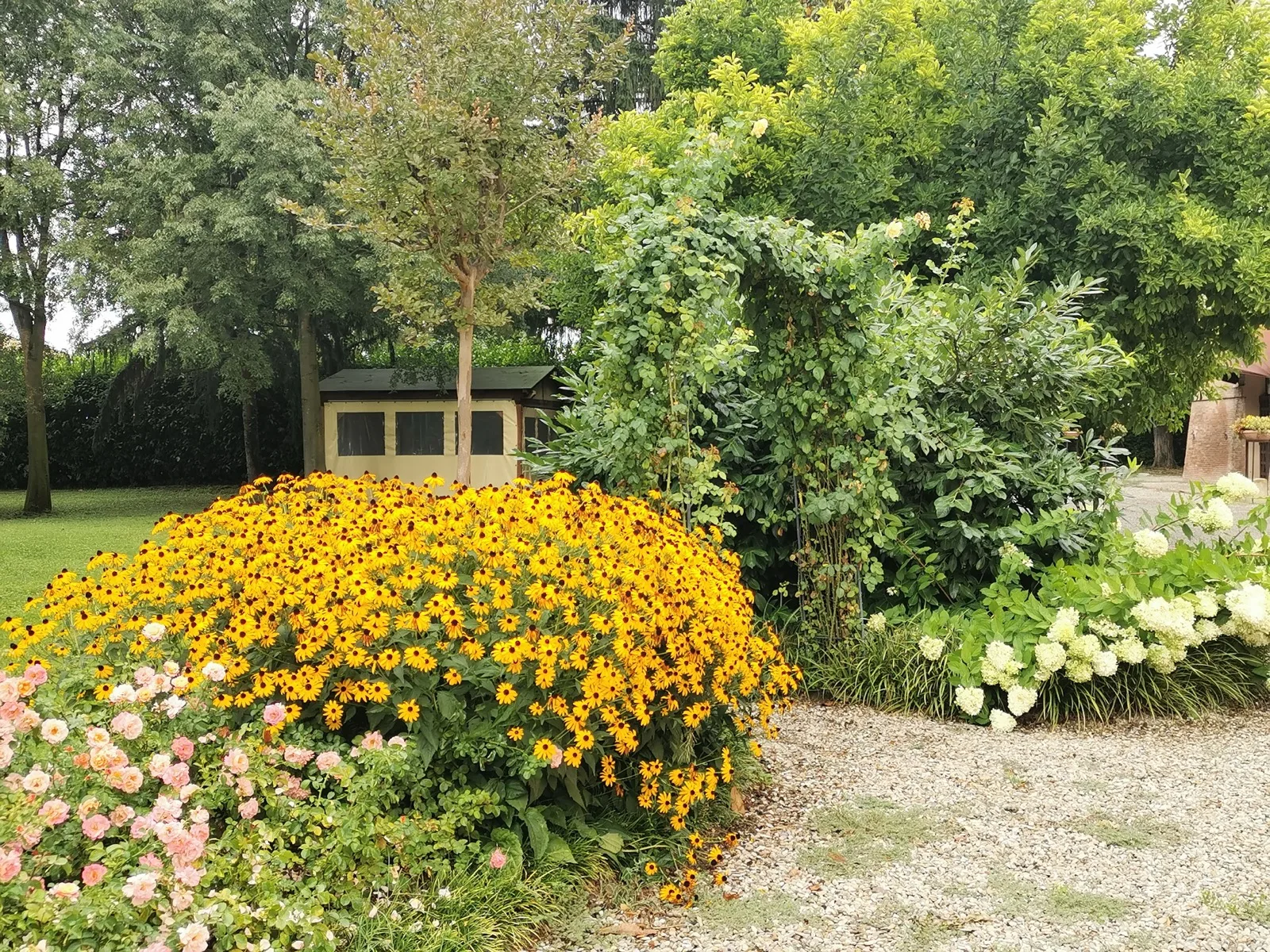 Bordura fiorita di rudbeckie, rose e ortensie a fianco del prato