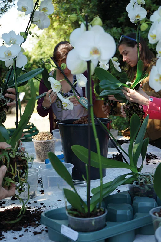 Due partecipanti rinvasano orchidee phalaenopsis bianche sul tavolo, fra vasi neri e vassoi verdi