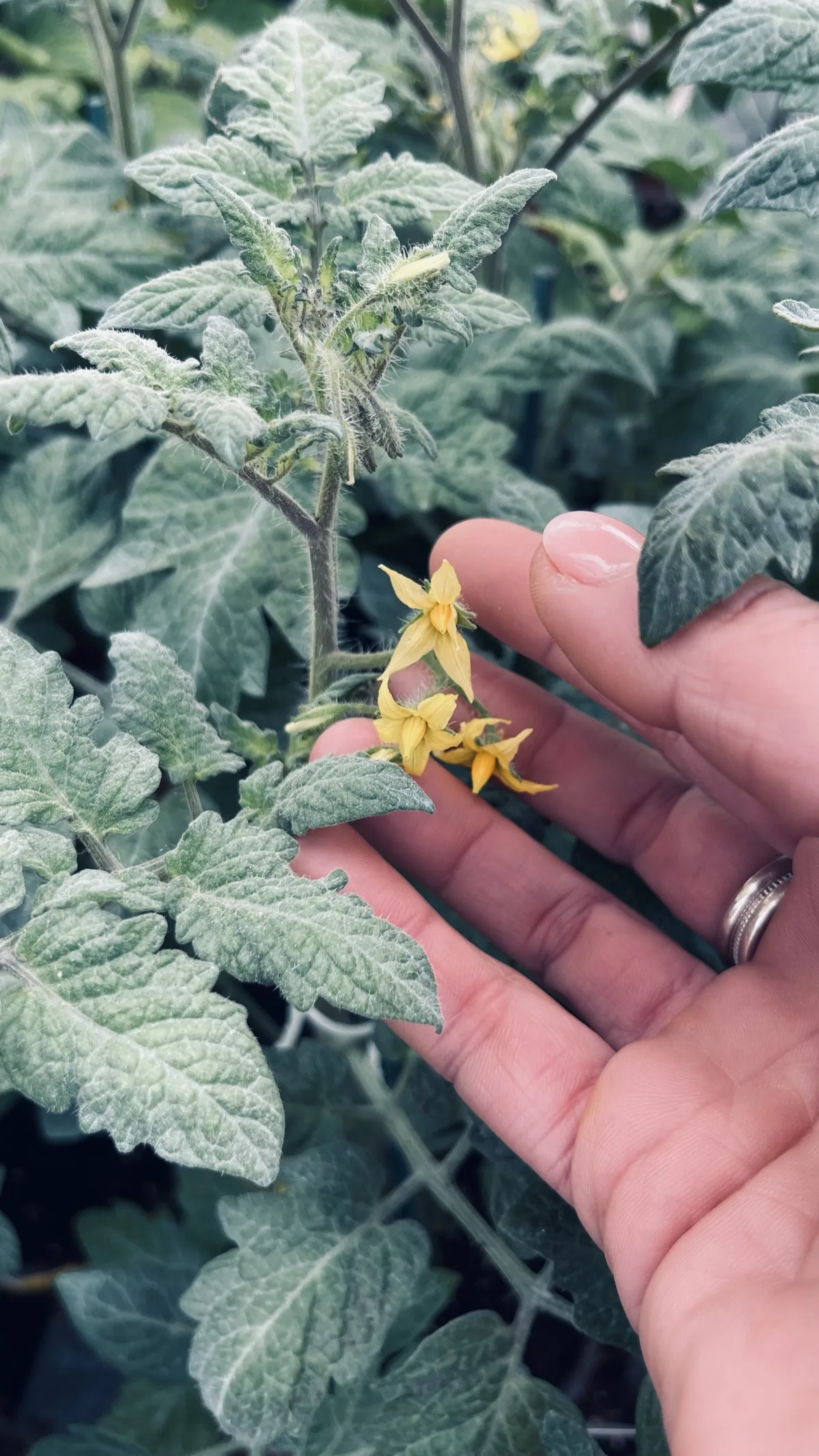 Una mano sostiene tre fiori gialli di pomodoro su un ramo con le foglie ancora coperte di peluria