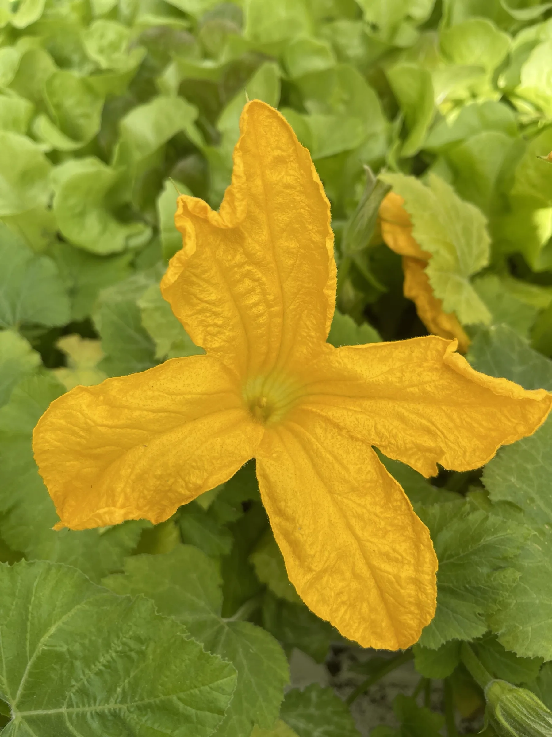 Fiore di zucchina aperto sopra le foglie, in un bancale di piantine da orto
