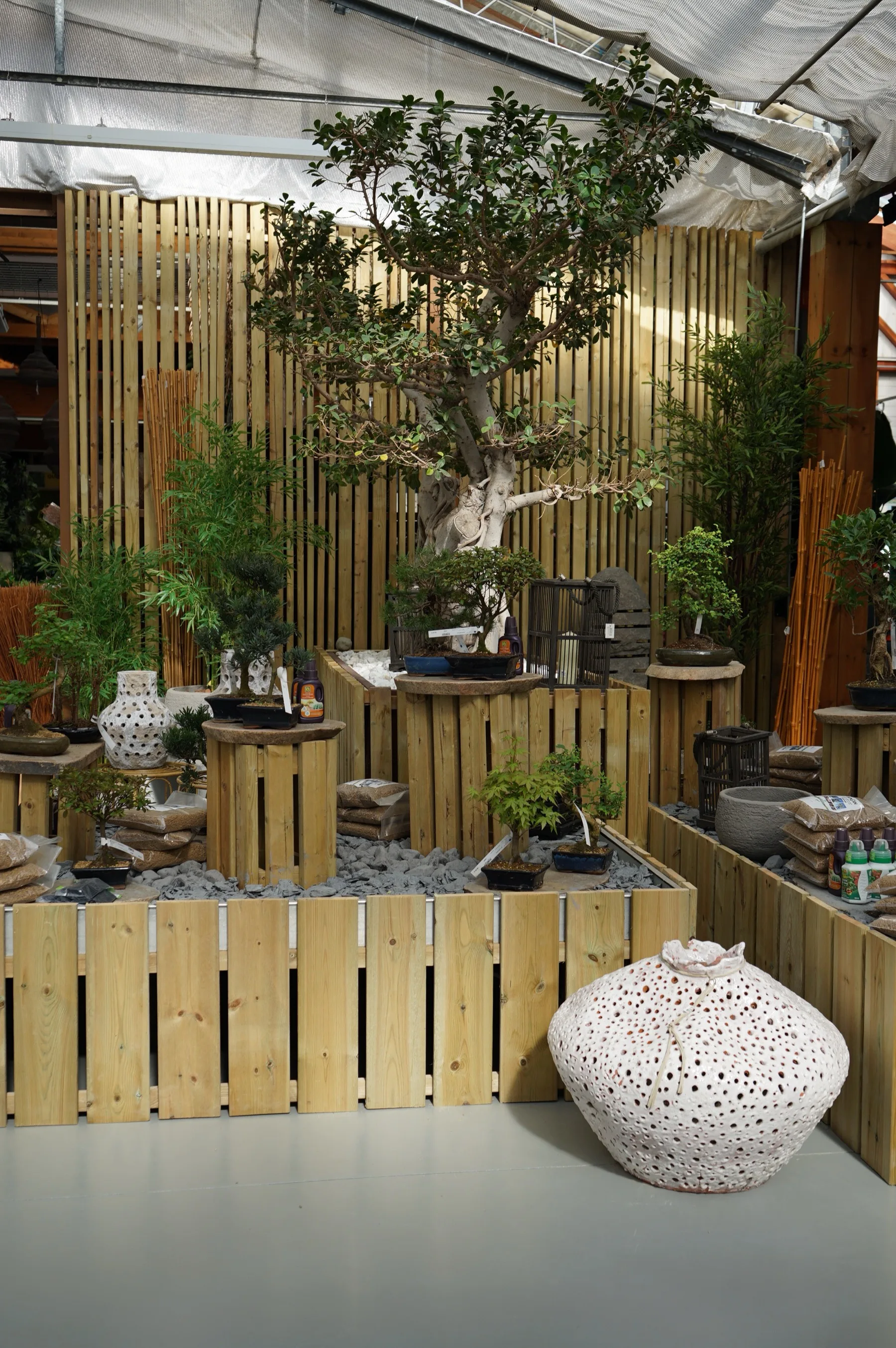 L'angolo dei bonsai con la parete di canne, i ceppi di legno e un grande vaso traforato bianco in primo piano