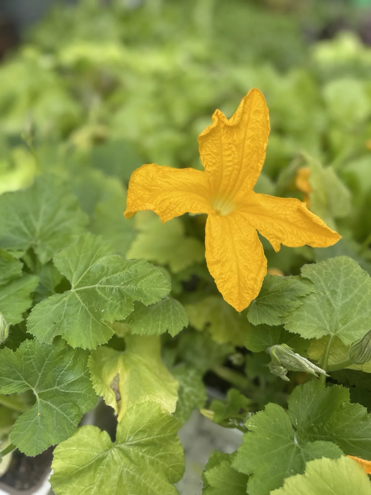Fiore giallo di zucchina fra le foglie larghe di una piantina da orto