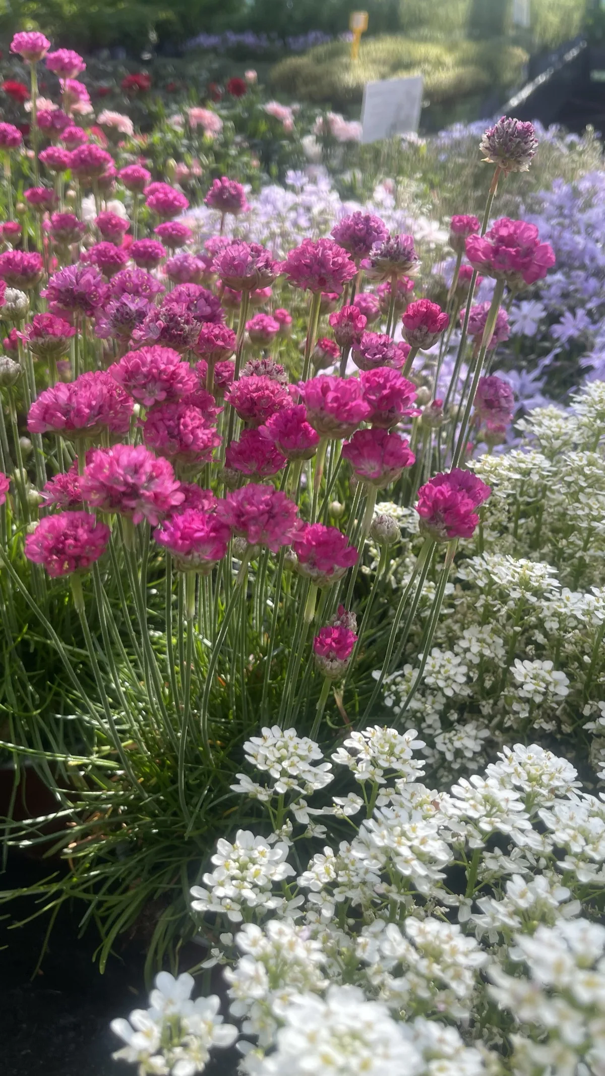 Armeria a fiori fucsia su steli lunghi accanto a un cuscino di iberide bianca, controluce