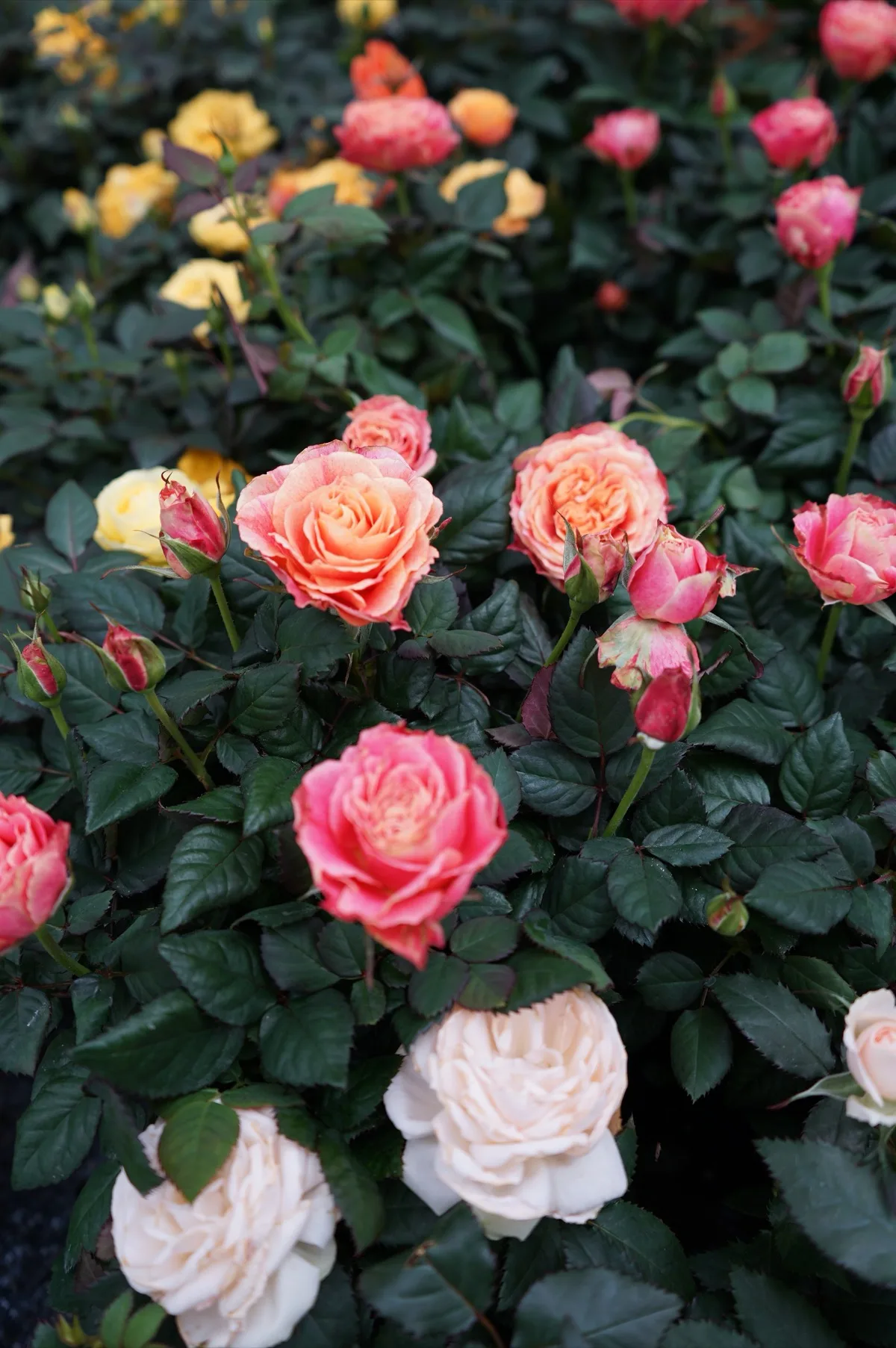Rose in vaso a fiore aperto nei toni pesca, rosa e panna, con boccioli ancora chiusi fra le foglie scure