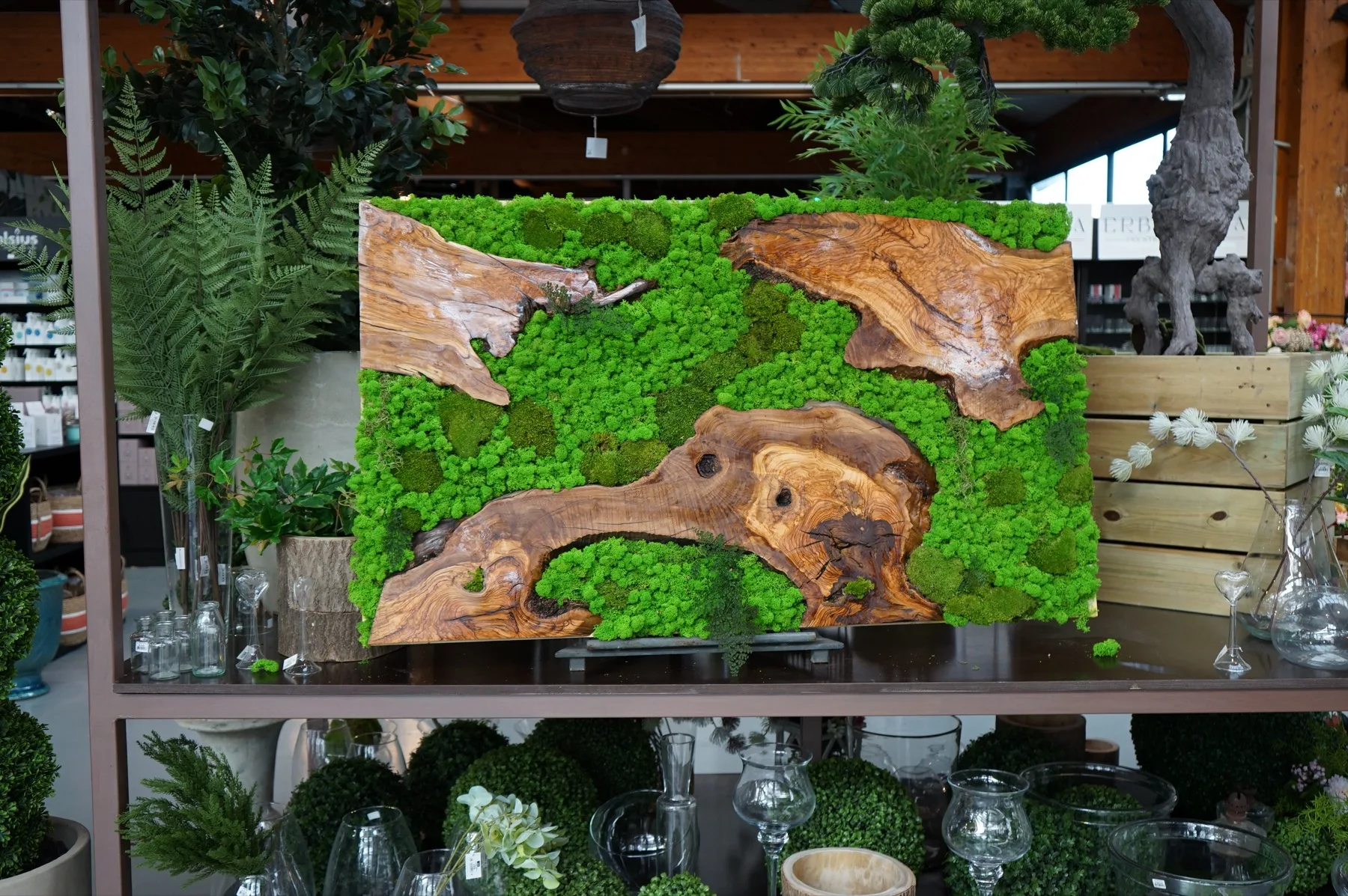 Quadro vegetale di muschio verde con radici di legno, esposto fra felci e vasi di vetro