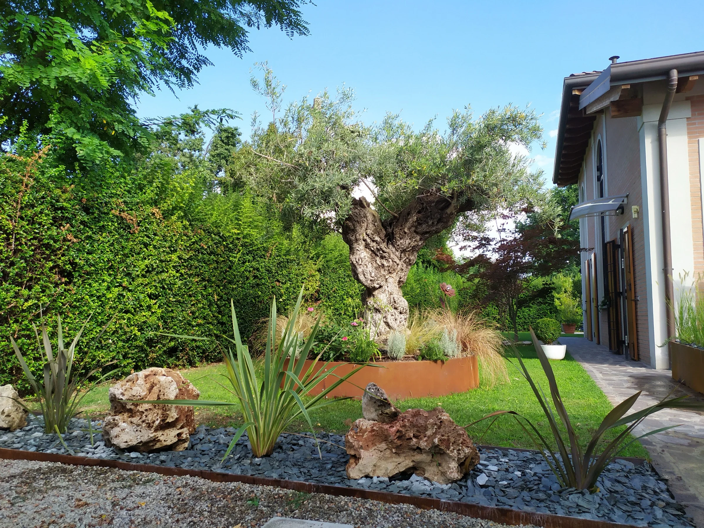 Olivo secolare in fioriera di corten davanti a una villa