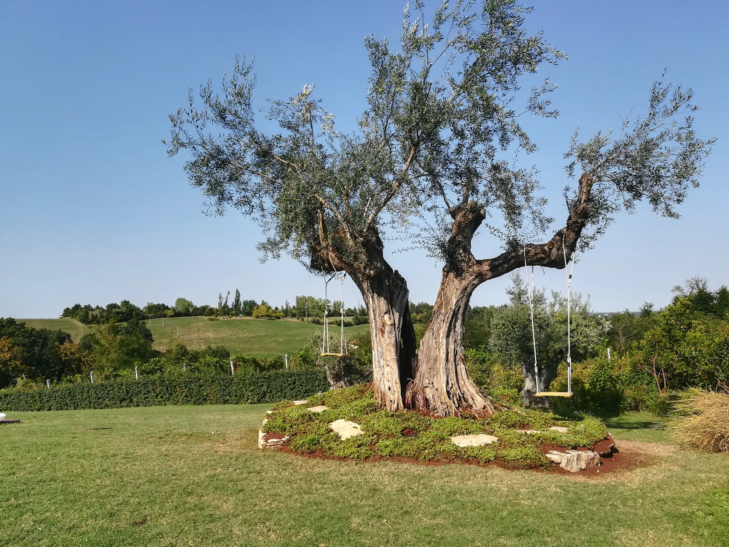 Olivo secolare con due altalene e le colline sullo sfondo, in un giardino realizzato da Sinflora