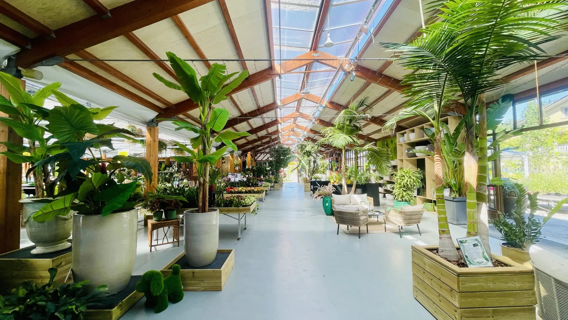 L'interno della serra grande di Sinflora, con i banchi delle fioriture