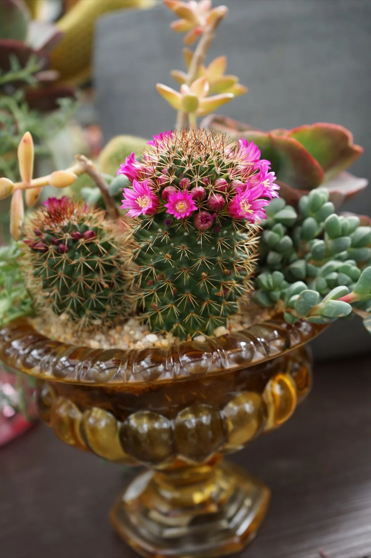 Mammillaria in fiore con corolle fucsia dentro una coppa di vetro ambrato, insieme ad altre succulente
