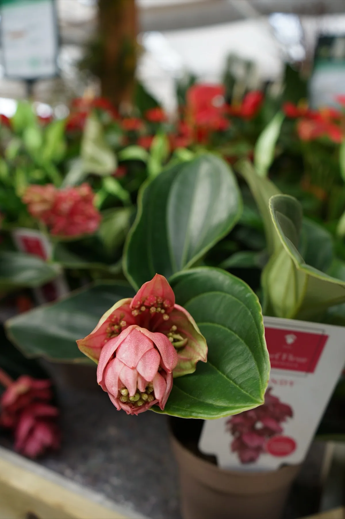 Fiore rosa di medinilla in vaso, fra altre piante fiorite rosse