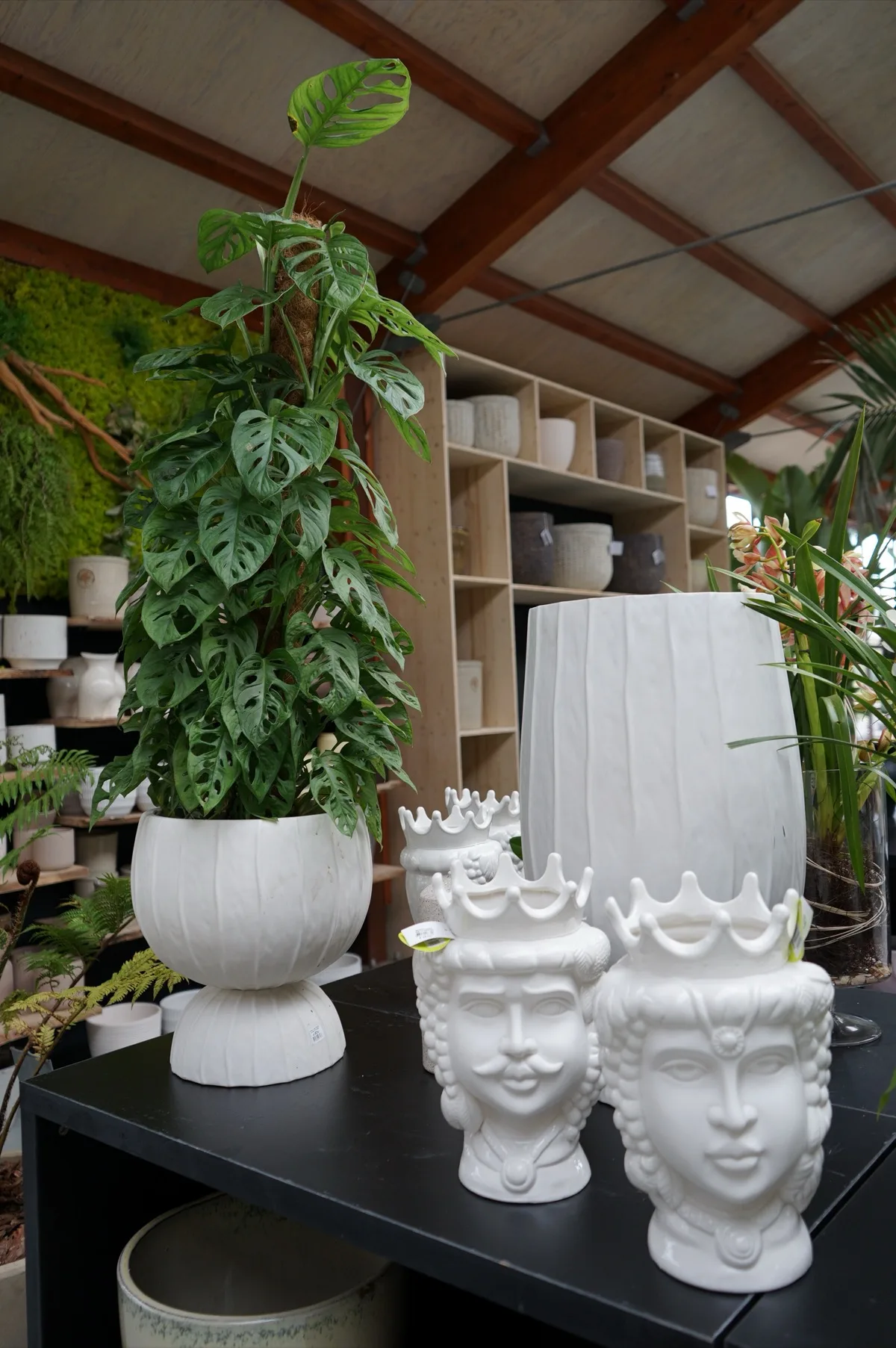 Monstera adansonii su tutore di muschio in un vaso bianco a coste, accanto a teste di moro in ceramica bianca