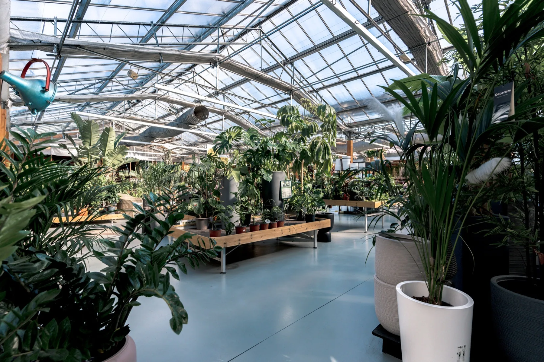 Corridoio della serra con monstera, palme e zamioculcas nei vasi grandi, bancali in legno sotto la copertura in vetro
