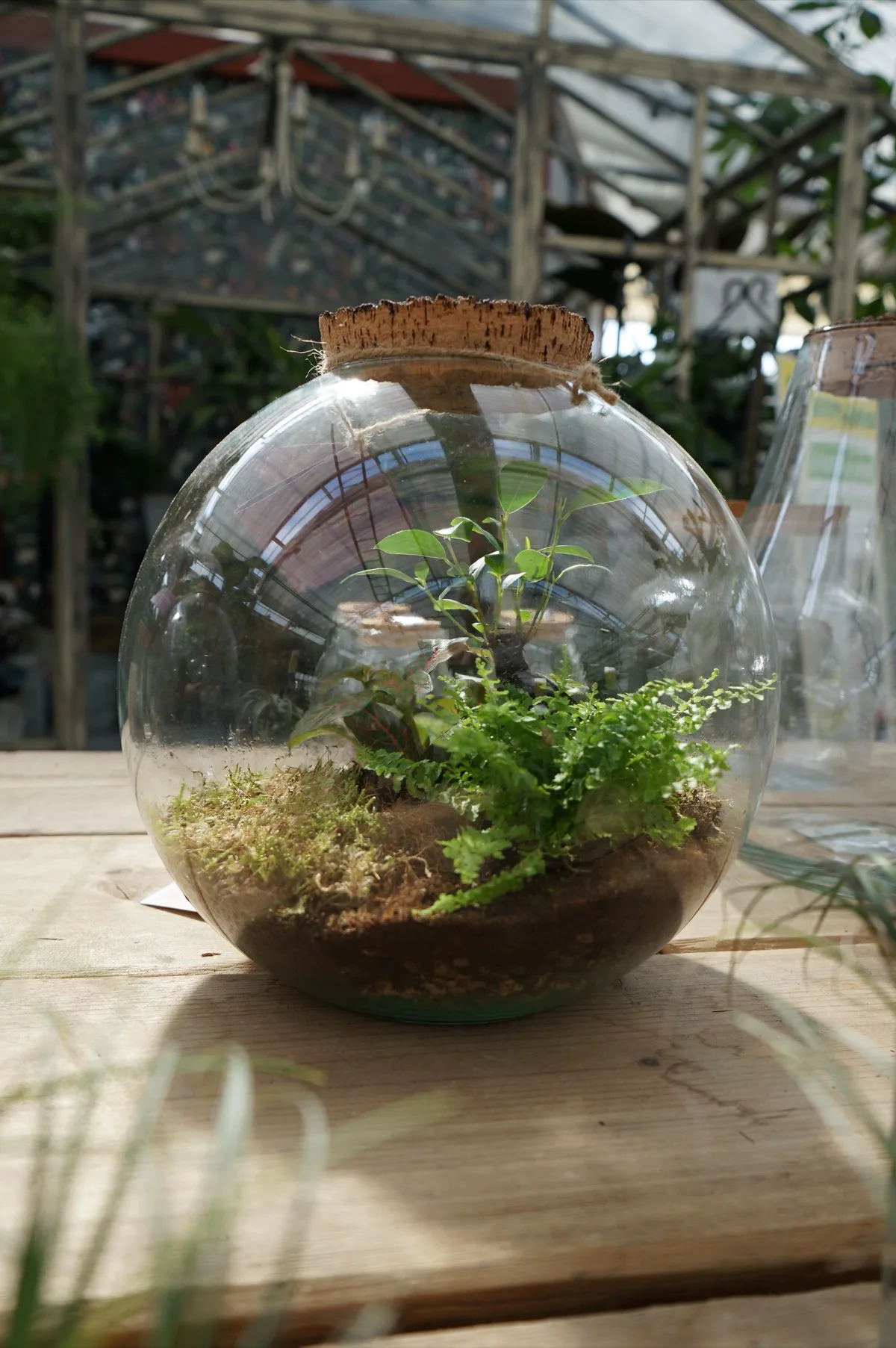 Terrario in una sfera di vetro con felce e muschio, chiuso da un tappo di sughero