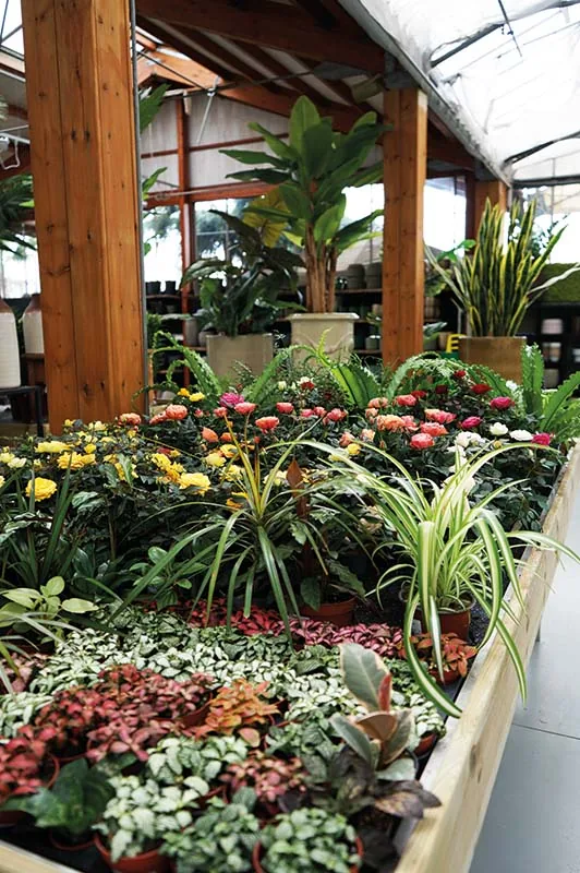 Banchi di piante da interno sotto la serra, con croton, felci e dracene in primo piano