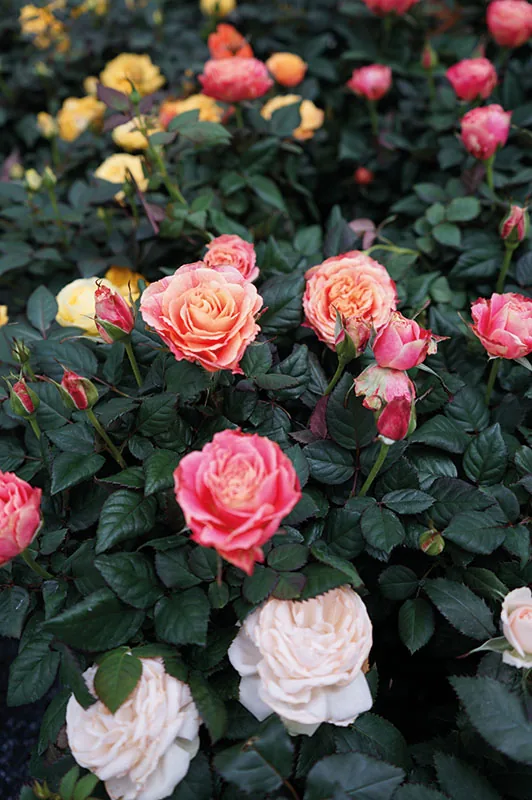 Roselline in vaso fiorite, rosa, pesca e bianche, sul banco della serra