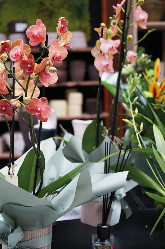 Orchidee phalaenopsis rosa e arancio incartate, pronte da regalare