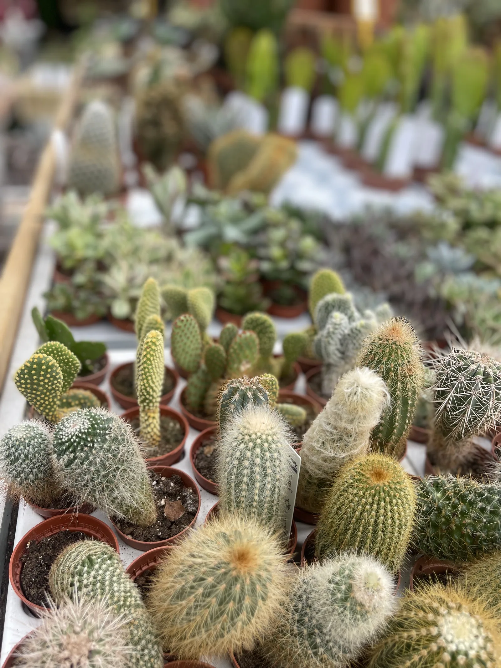 Distesa di cactus e piante grasse in vasetti di terracotta sul banco