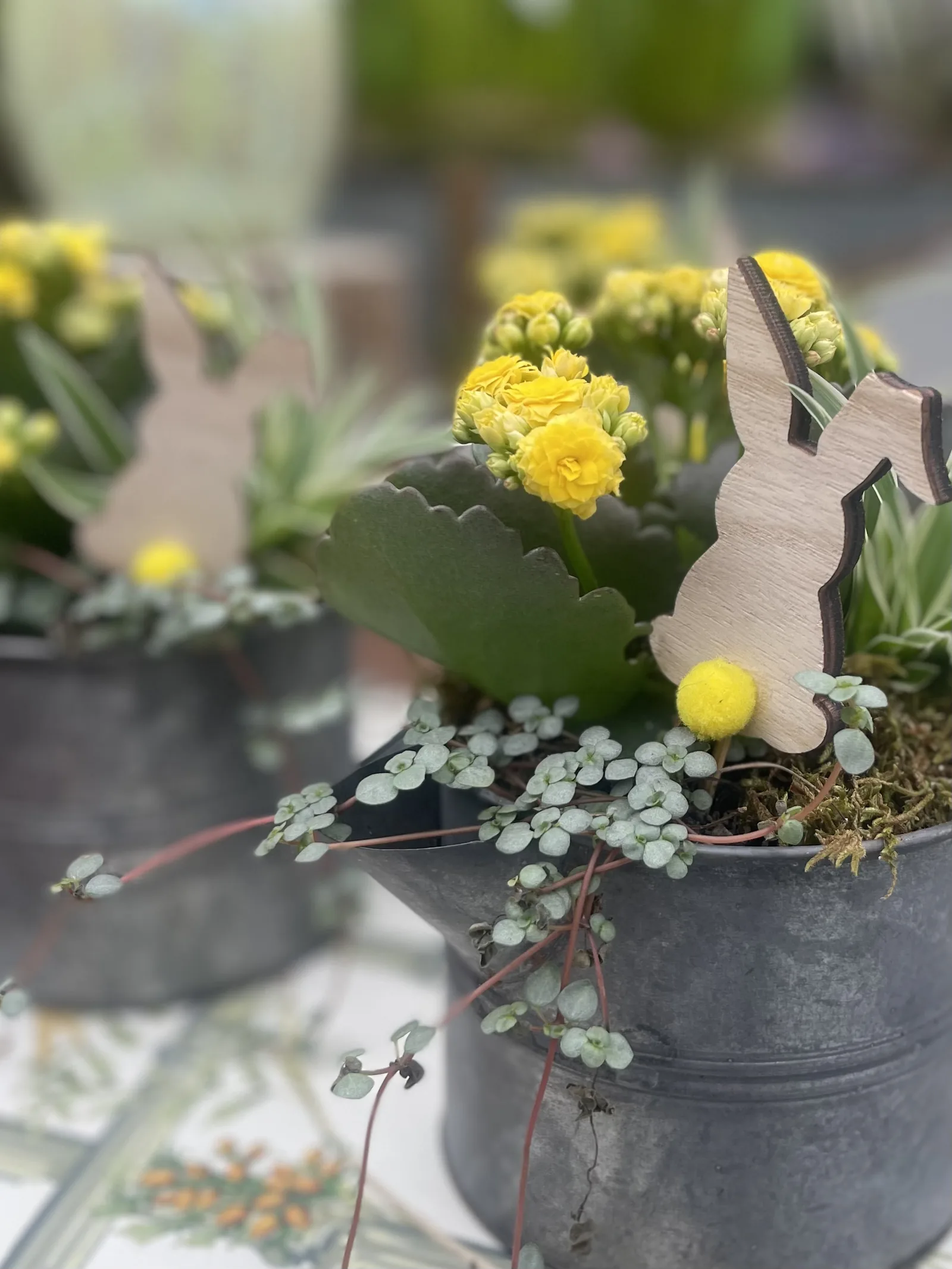 Kalanchoe gialle in vaso con decorazioni pasquali di legno a forma di coniglio