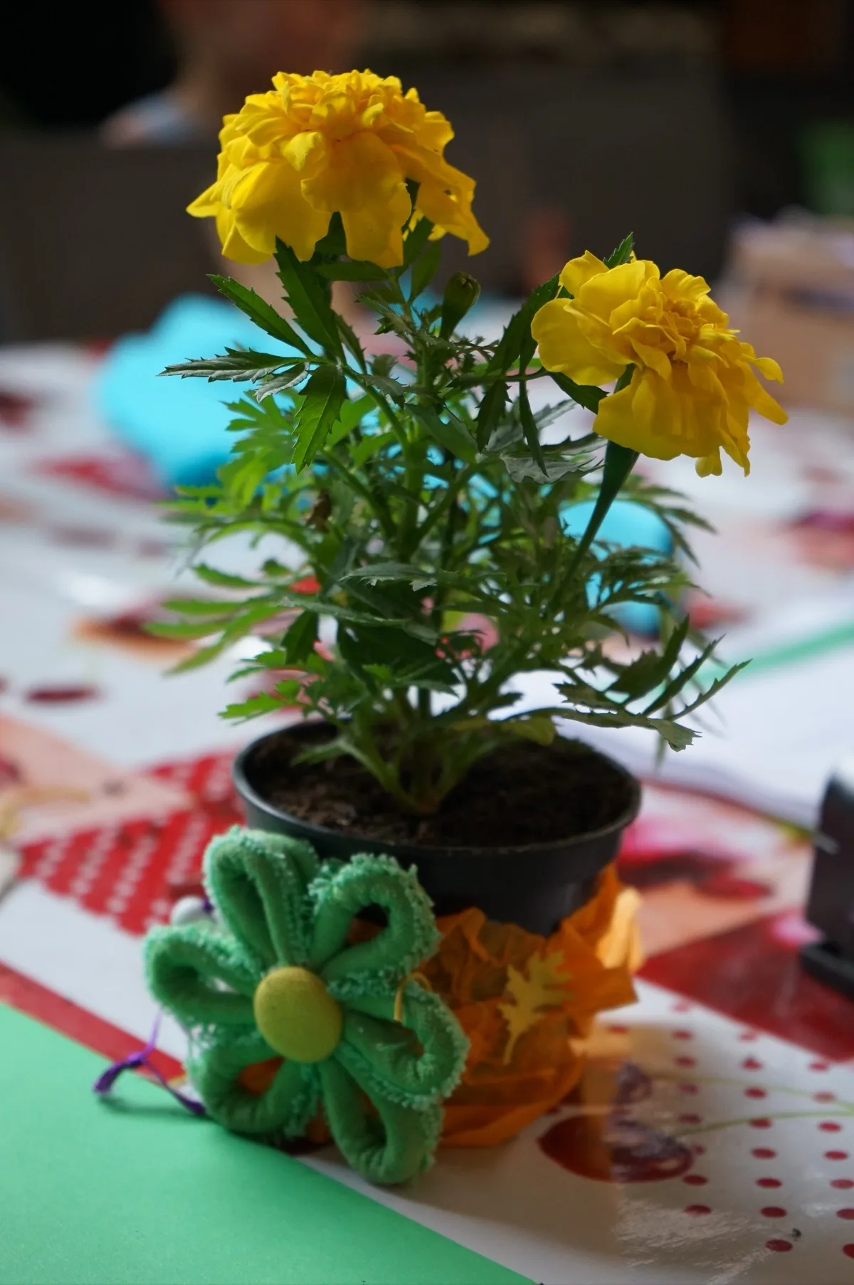 Un tagete giallo in un vasetto rivestito di carta arancione e decorato con un fiore di scovolino verde, su una tovaglia a ciliegie