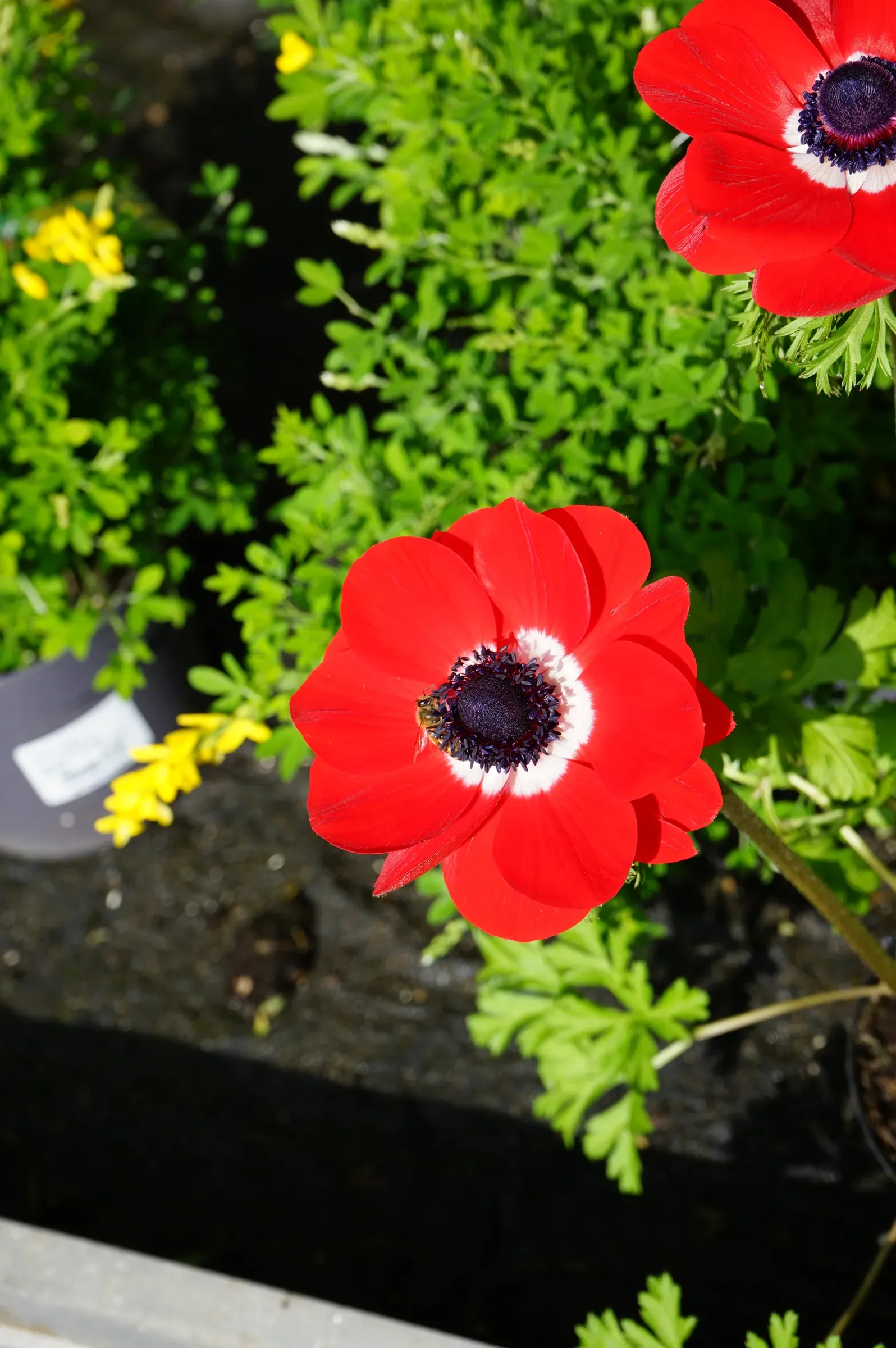 Anemoni rossi con il centro scuro fra il fogliame verde chiaro, su un bancale