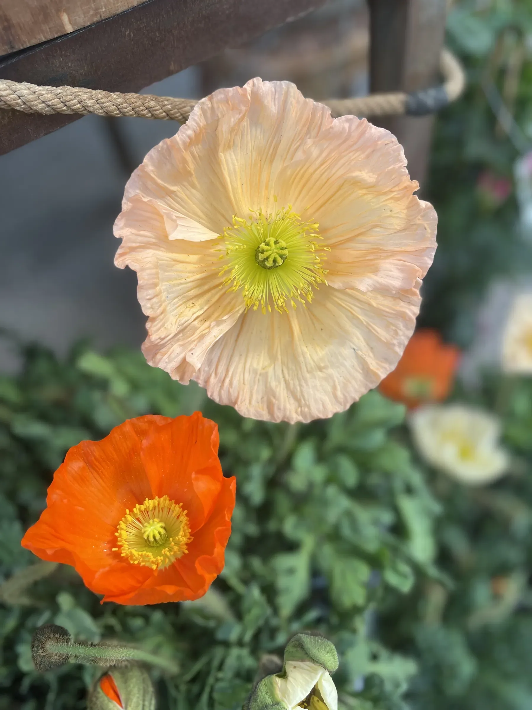 Due papaveri aperti, uno color pesca e uno arancio, sopra le foglie in un vaso